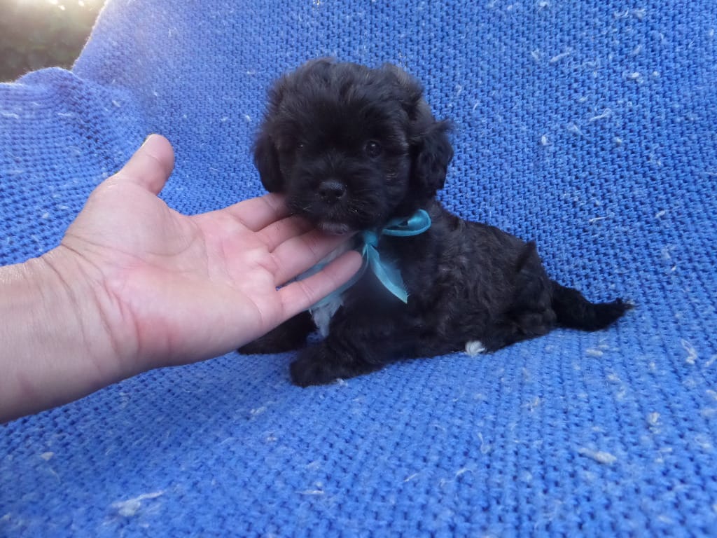 Scotty – Maltipoo puppy for sale in Whittier, CA
