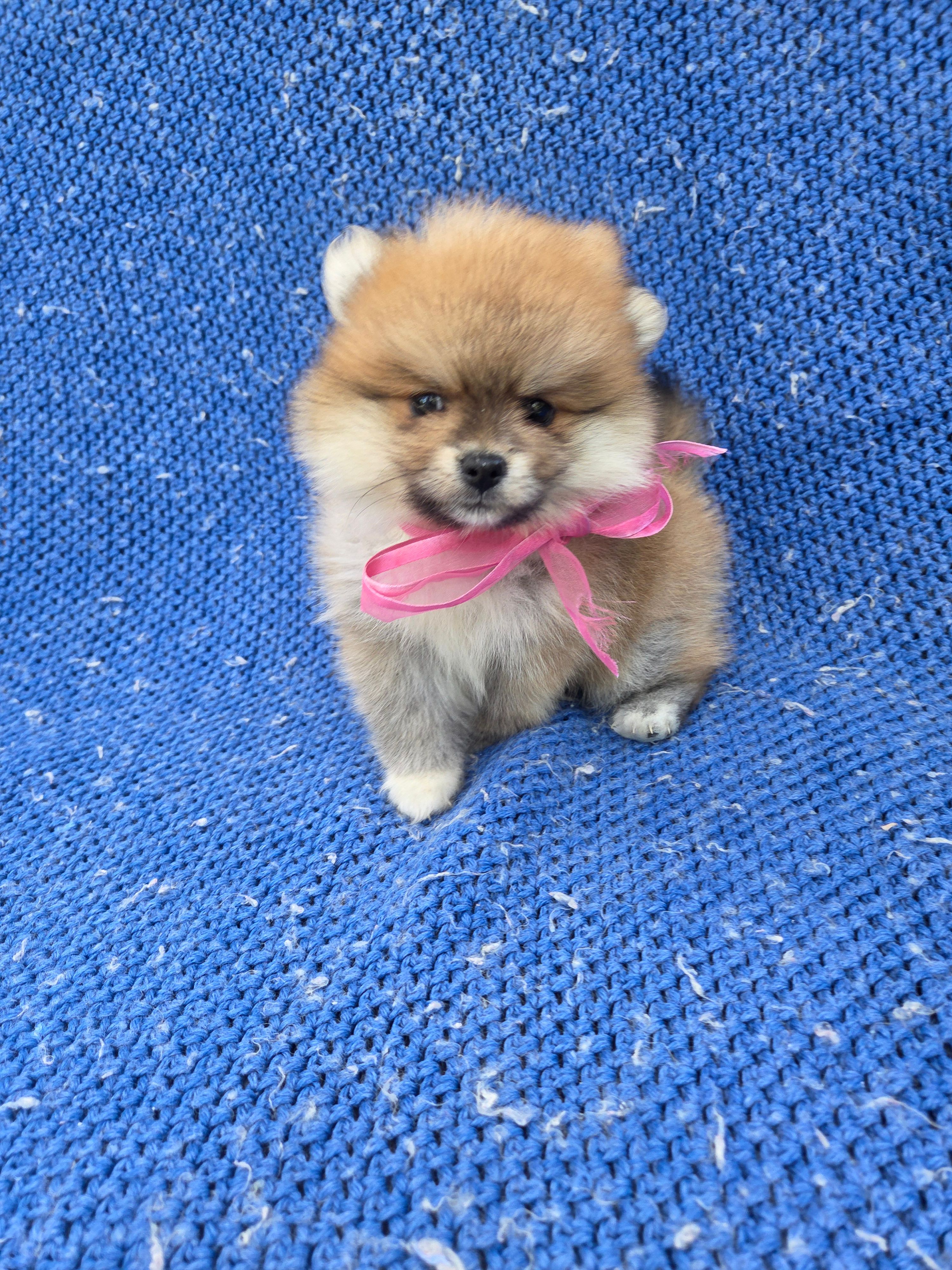 Zoey – Pomeranian puppy for sale in Whittier, CA