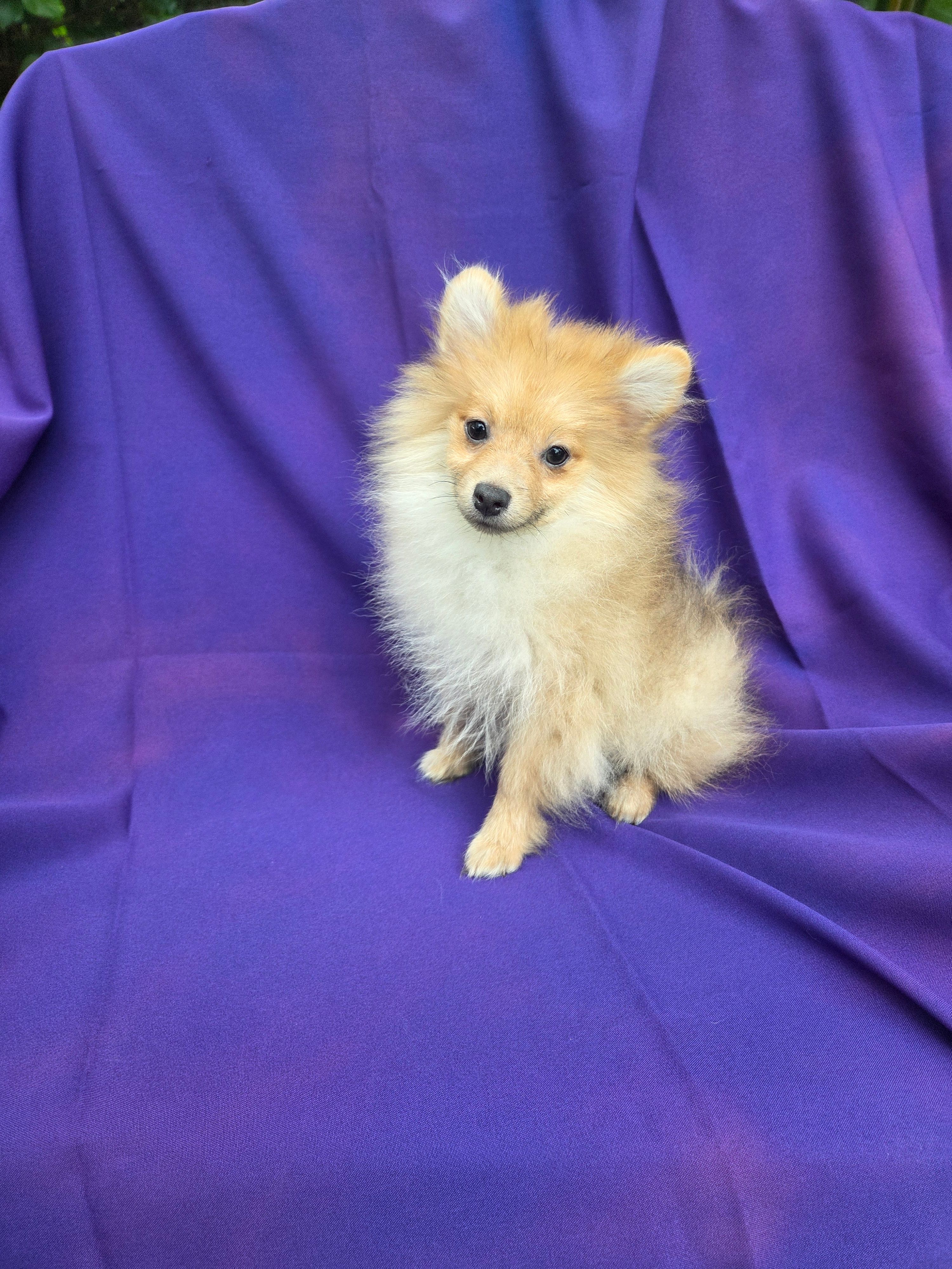 Jay – Pomeranian puppy for sale in Whittier, CA