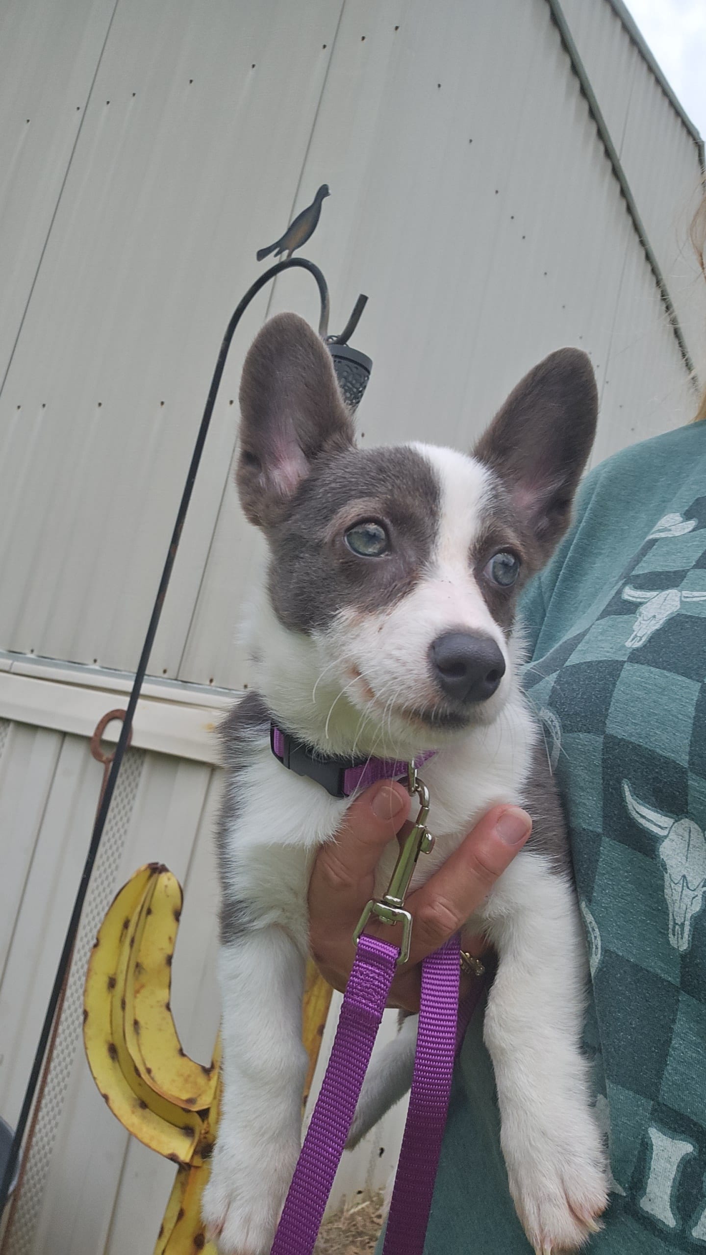 Female 3 – Australian Cattle Dog, Pembroke Welsh Corgi puppy for sale in Winnsboro, TX