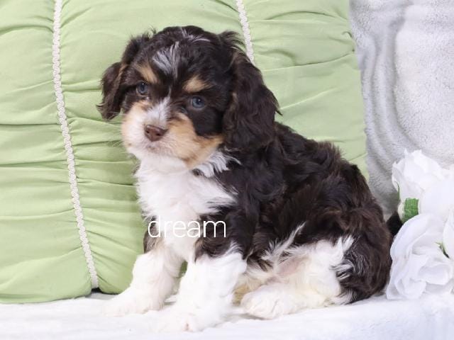 Journey  – Cavapoo puppy for sale in Boyd, WI