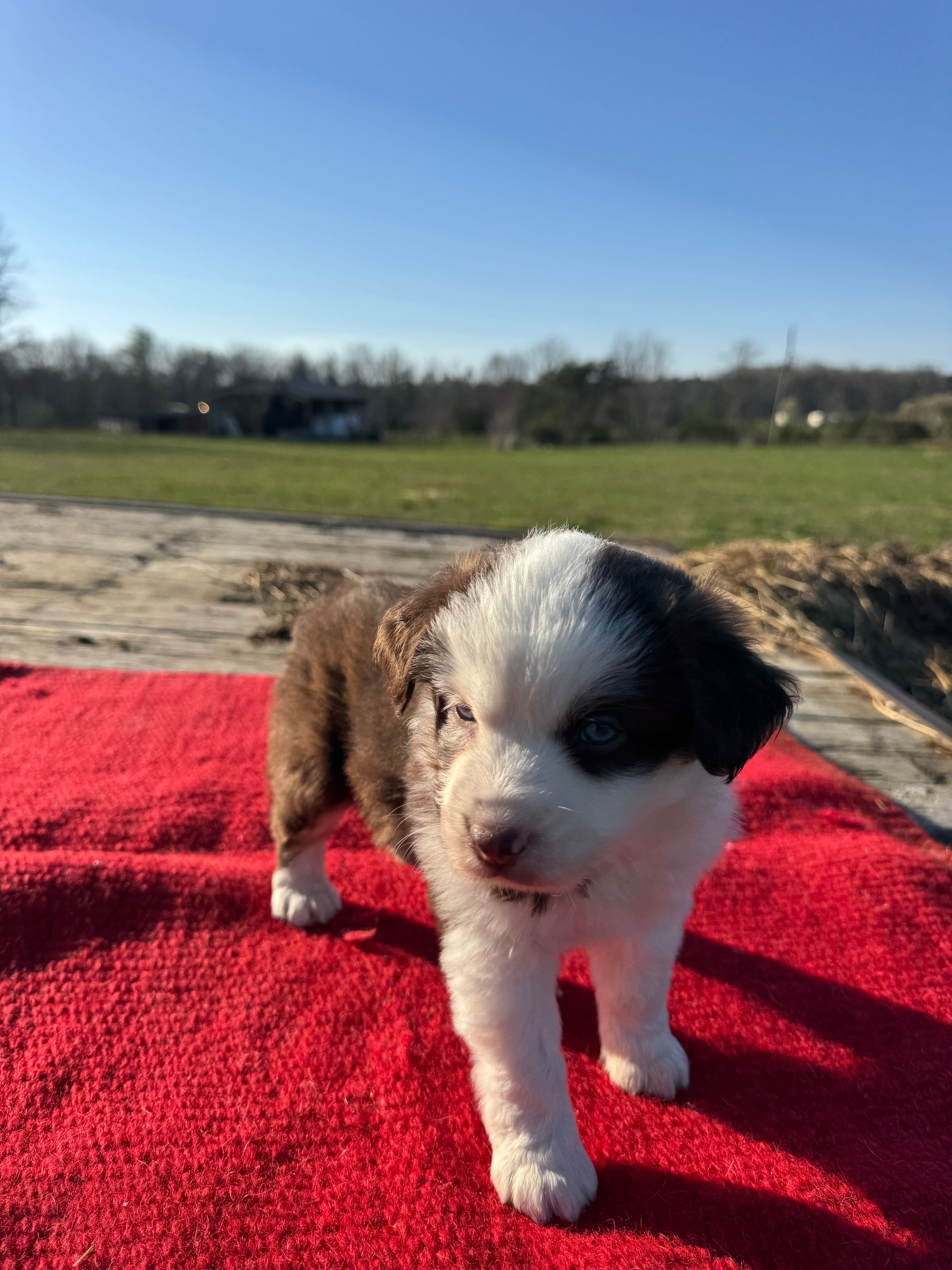 Maitie – Miniature Australian Shepherd puppy for sale in Evensville, TN