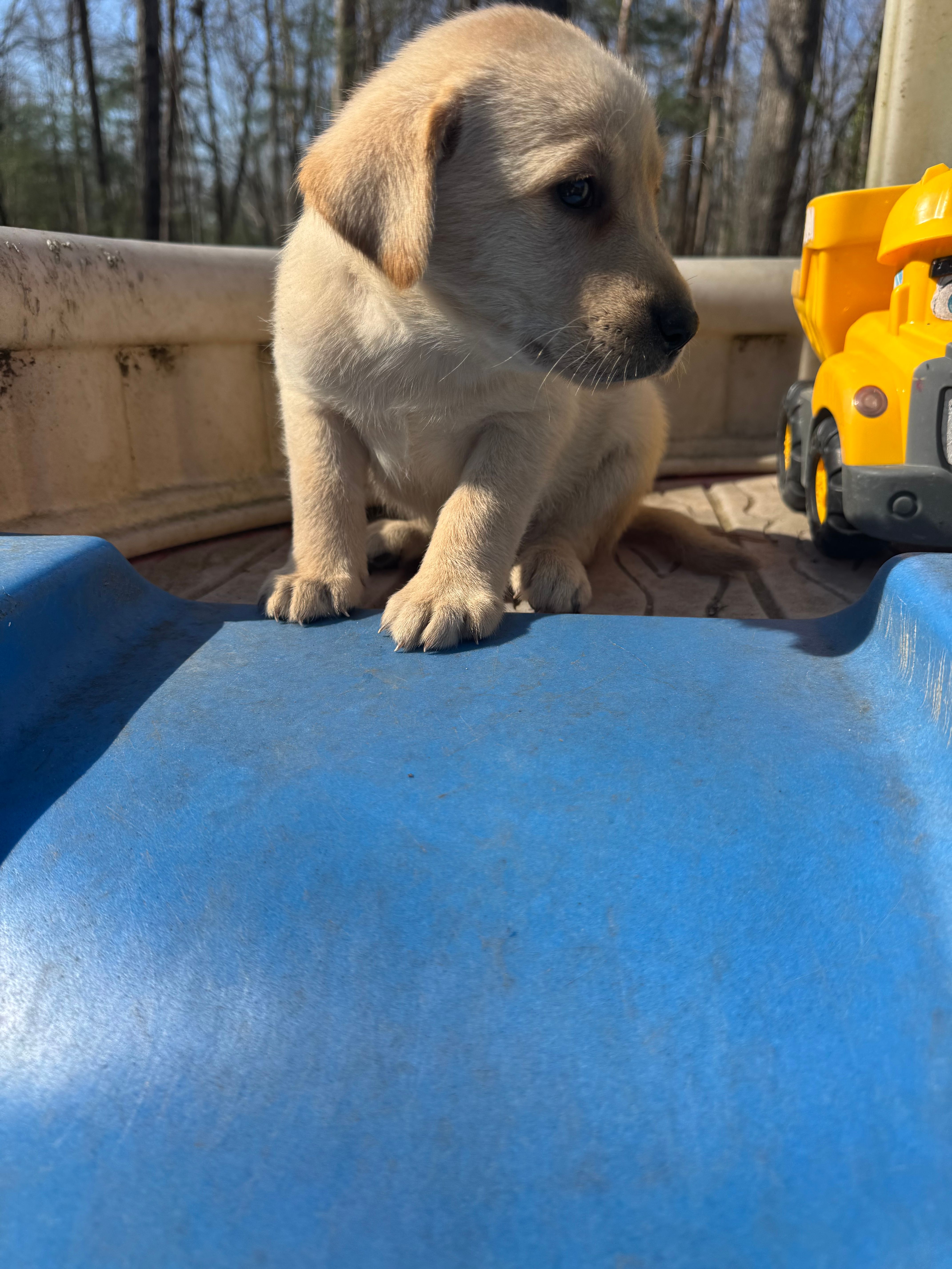 Bingo – Labrador Retriever puppy for sale in Evensville, TN