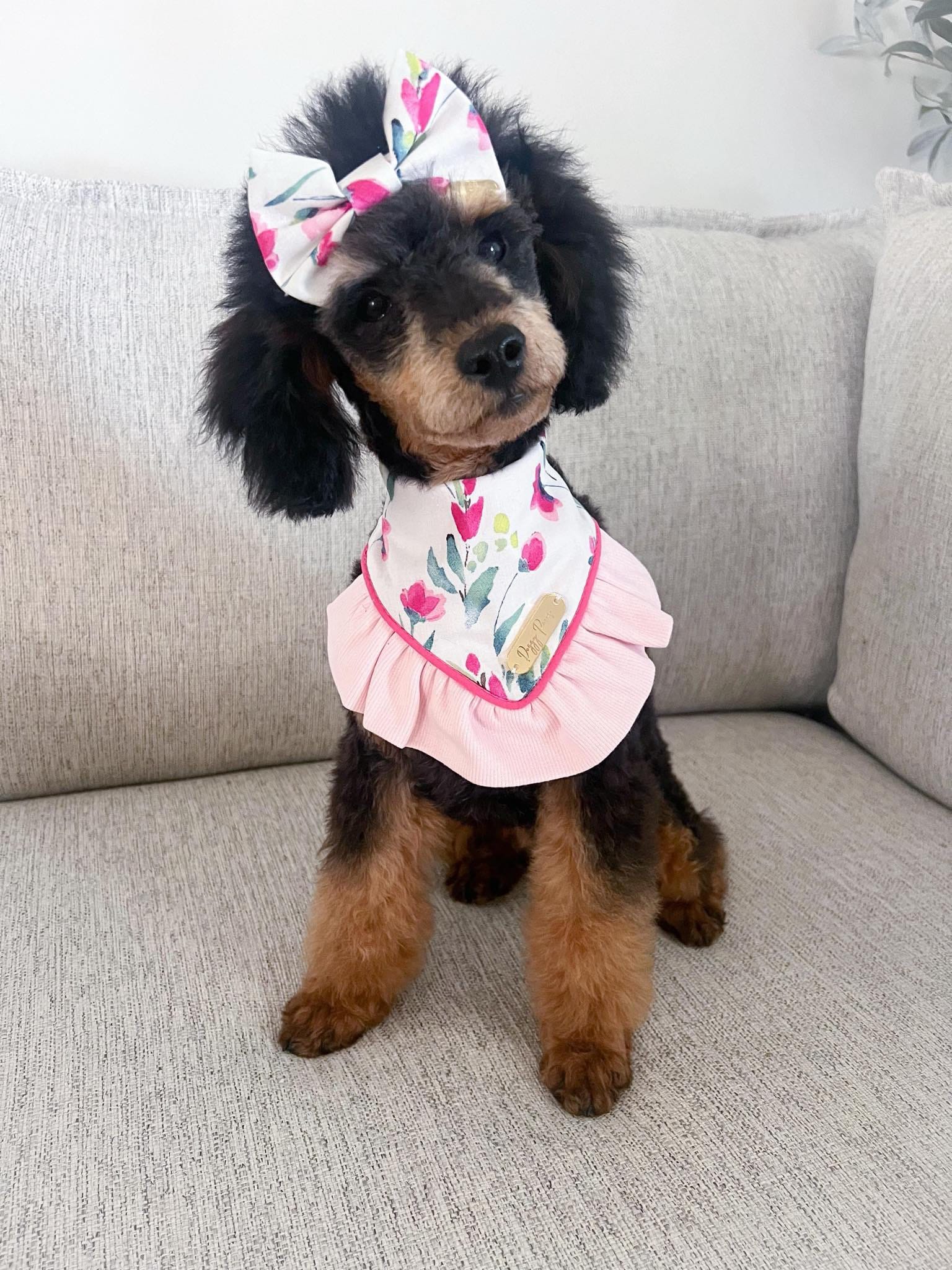 Luna  – Poodle - Miniature  puppy for sale in Republic, MO