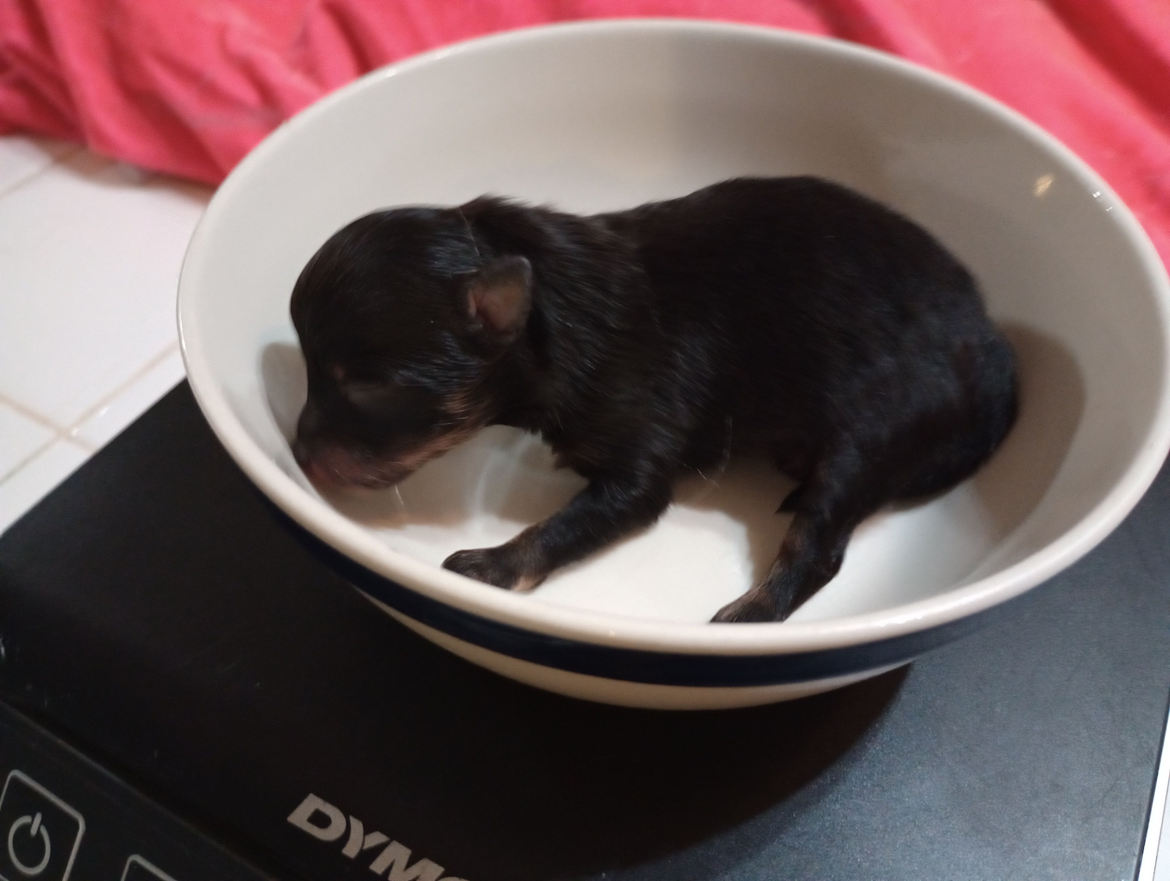 Echo – Pomeranian puppy for sale in Santa Maria, CA