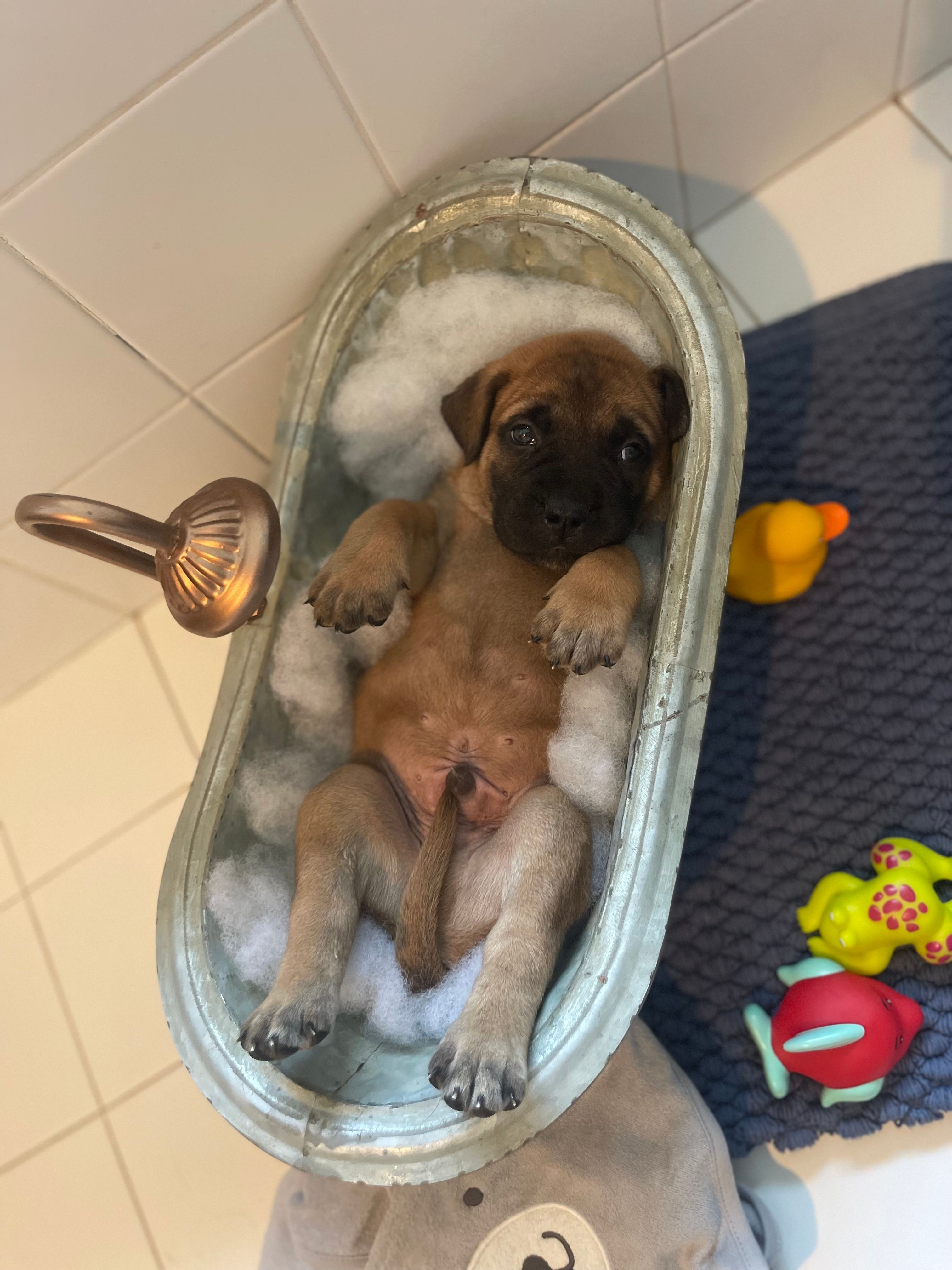Red fawn female  – Bullmastiff puppy for sale in Ortonville, MI