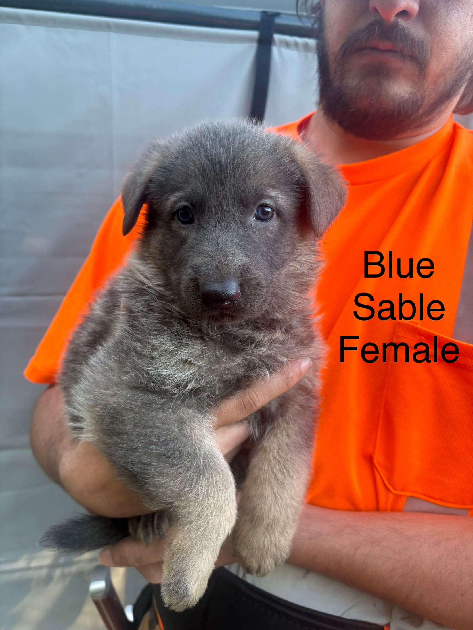 Blue sable female – German Shepherd Dog puppy for sale in Holladay, TN