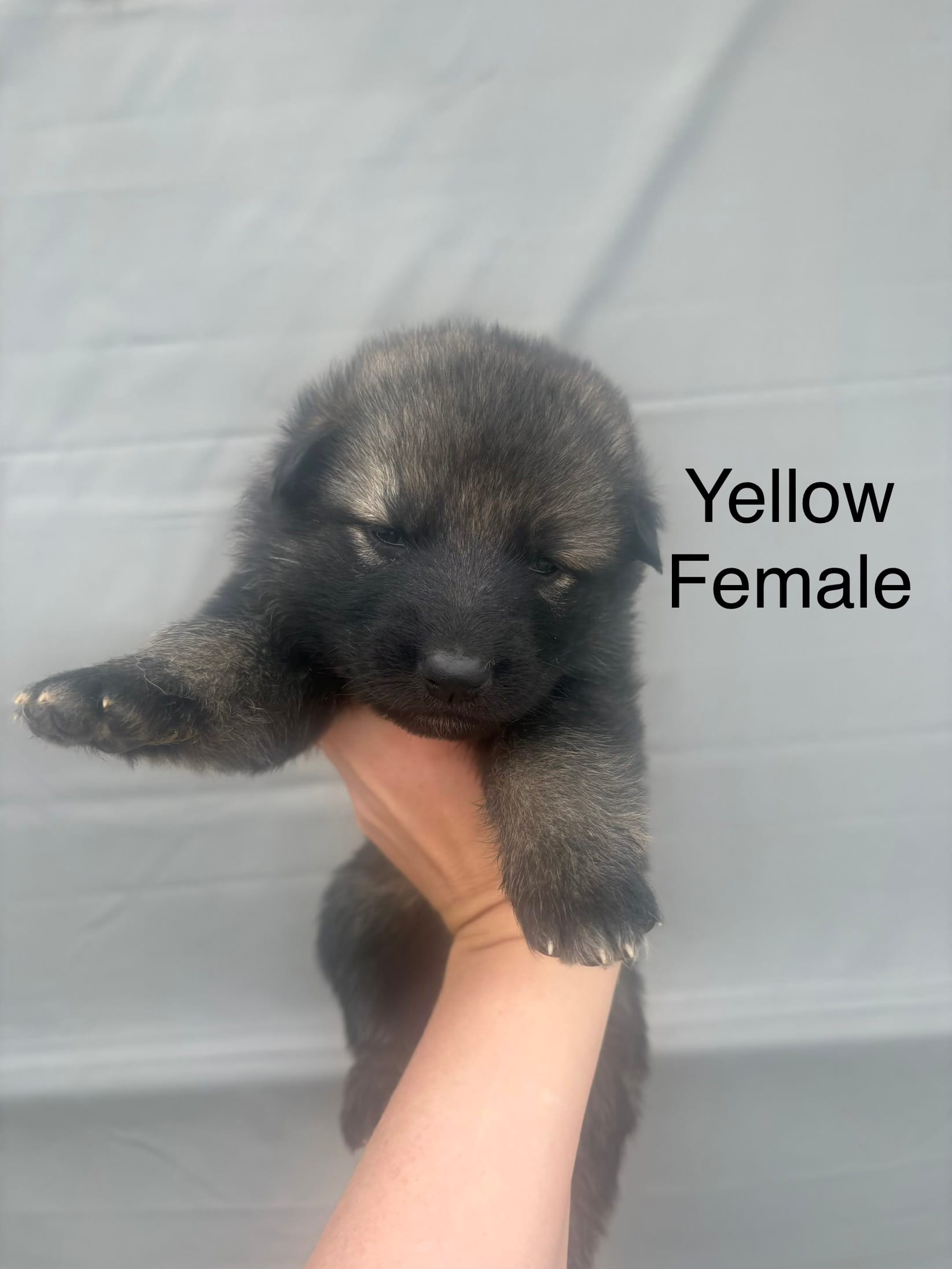 Dark sable female – German Shepherd Dog puppy for sale in Holladay, TN