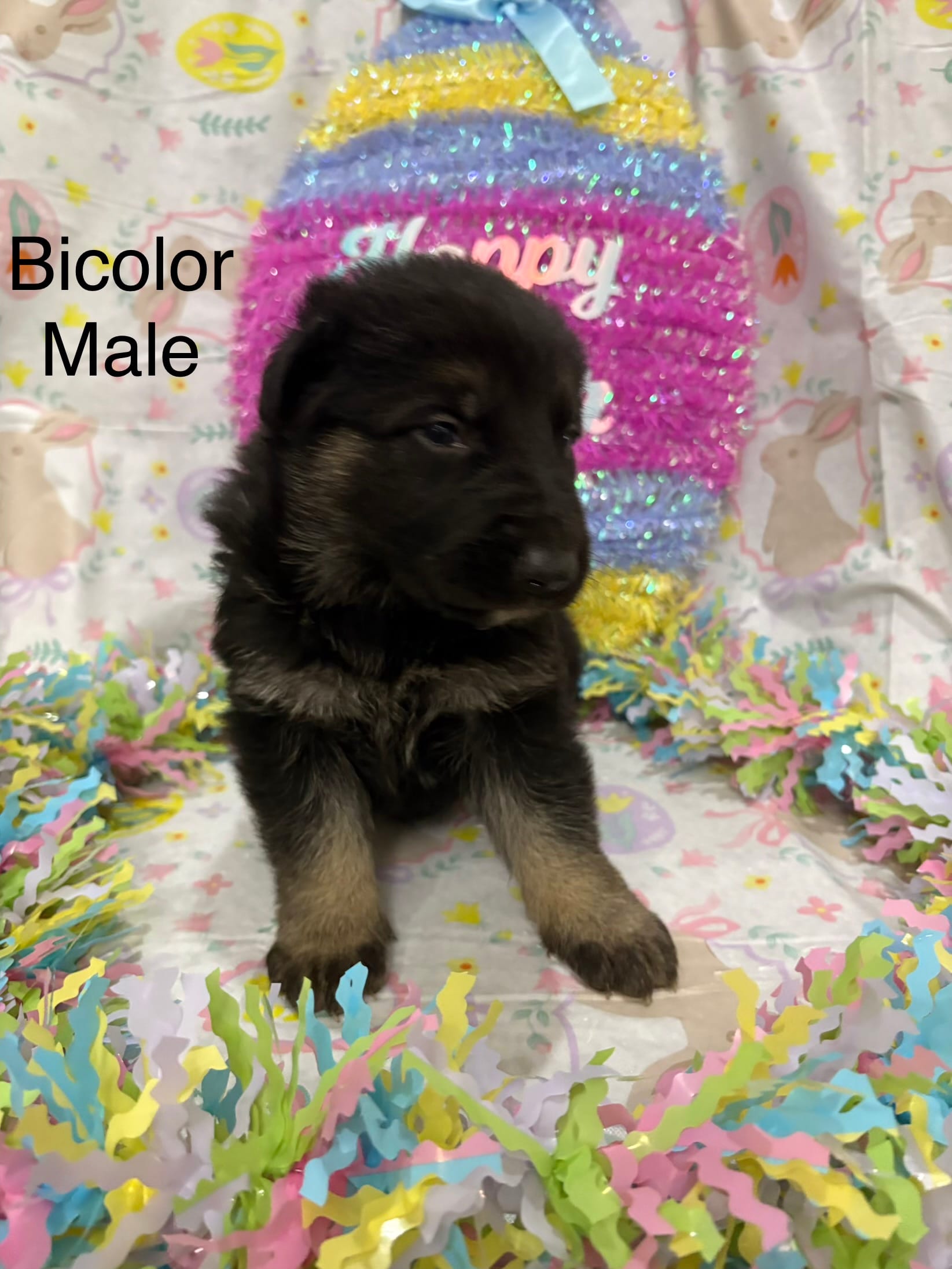 Bicolor male – German Shepherd Dog puppy for sale in Holladay, TN