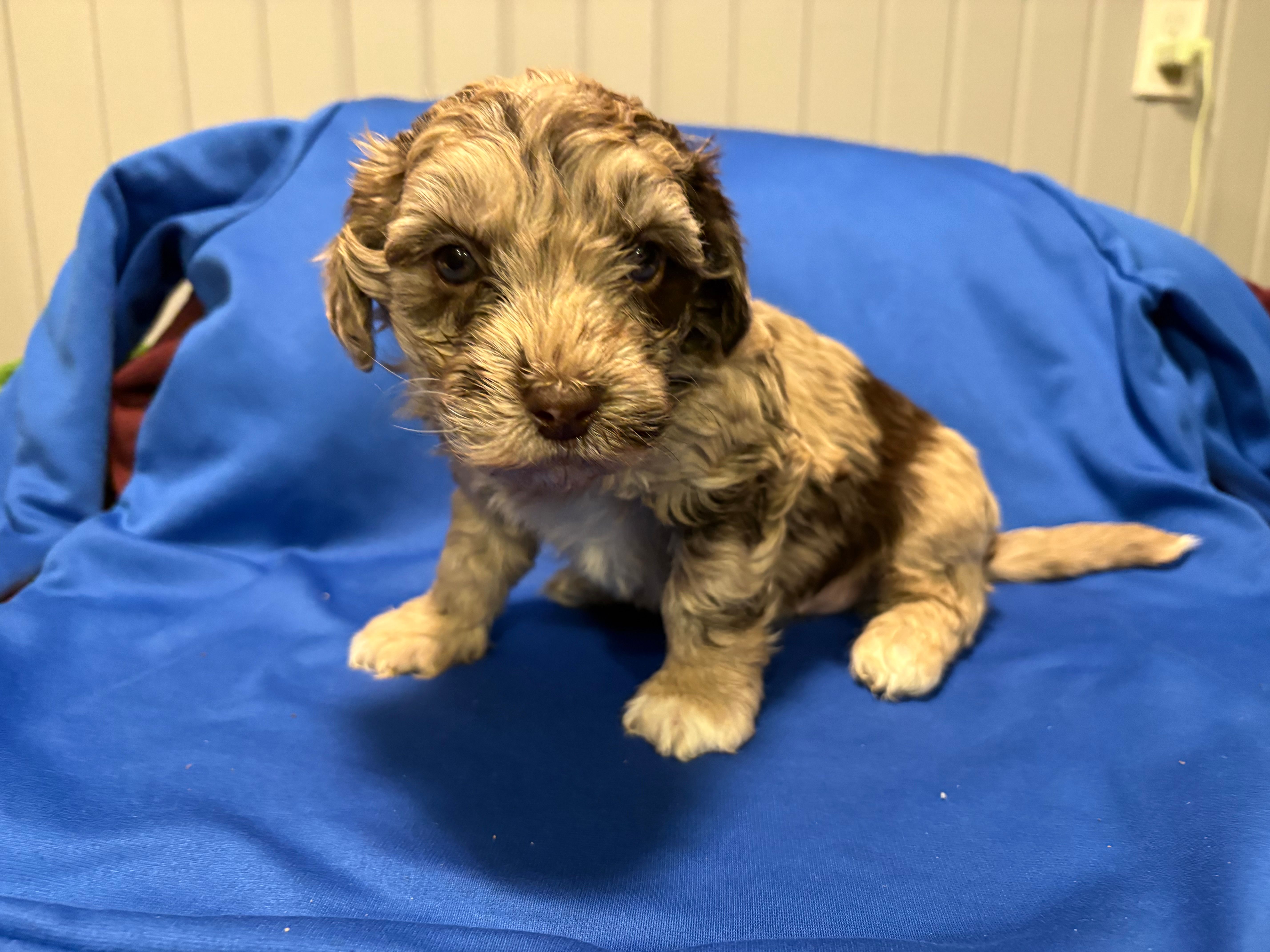 Marley  – Australian Labradoodle puppy for sale in Waynesfield, OH