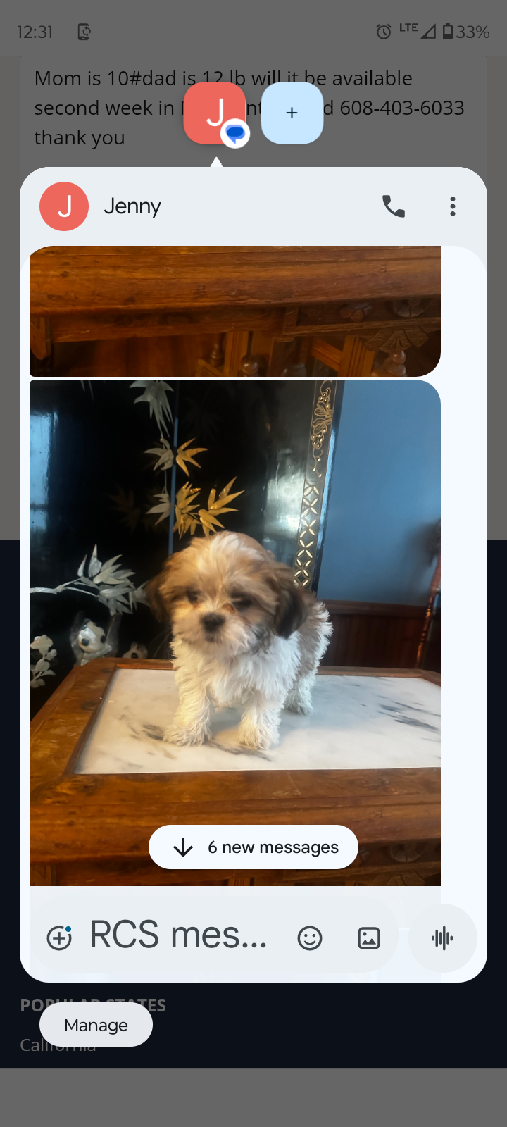 Jake – Shichon puppy for sale in Adams, WI