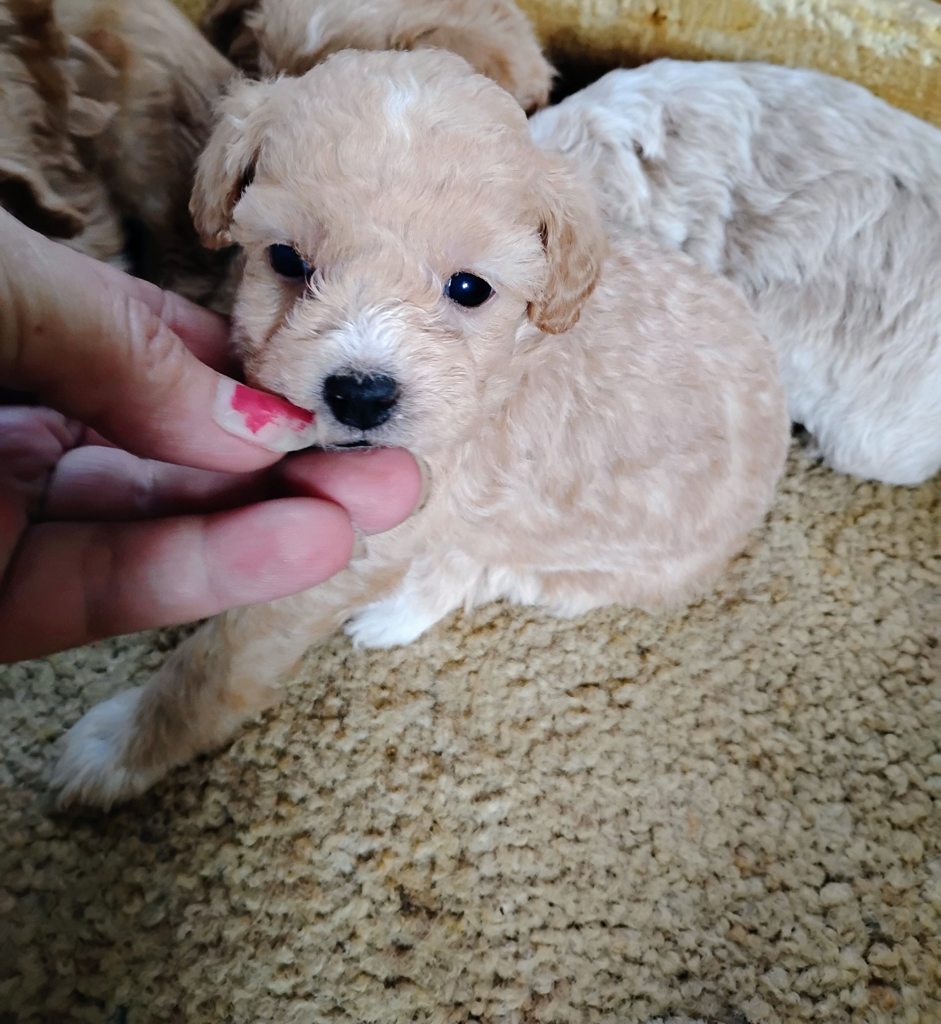 Tina – Poodle - Toy  puppy for sale in Adams, WI