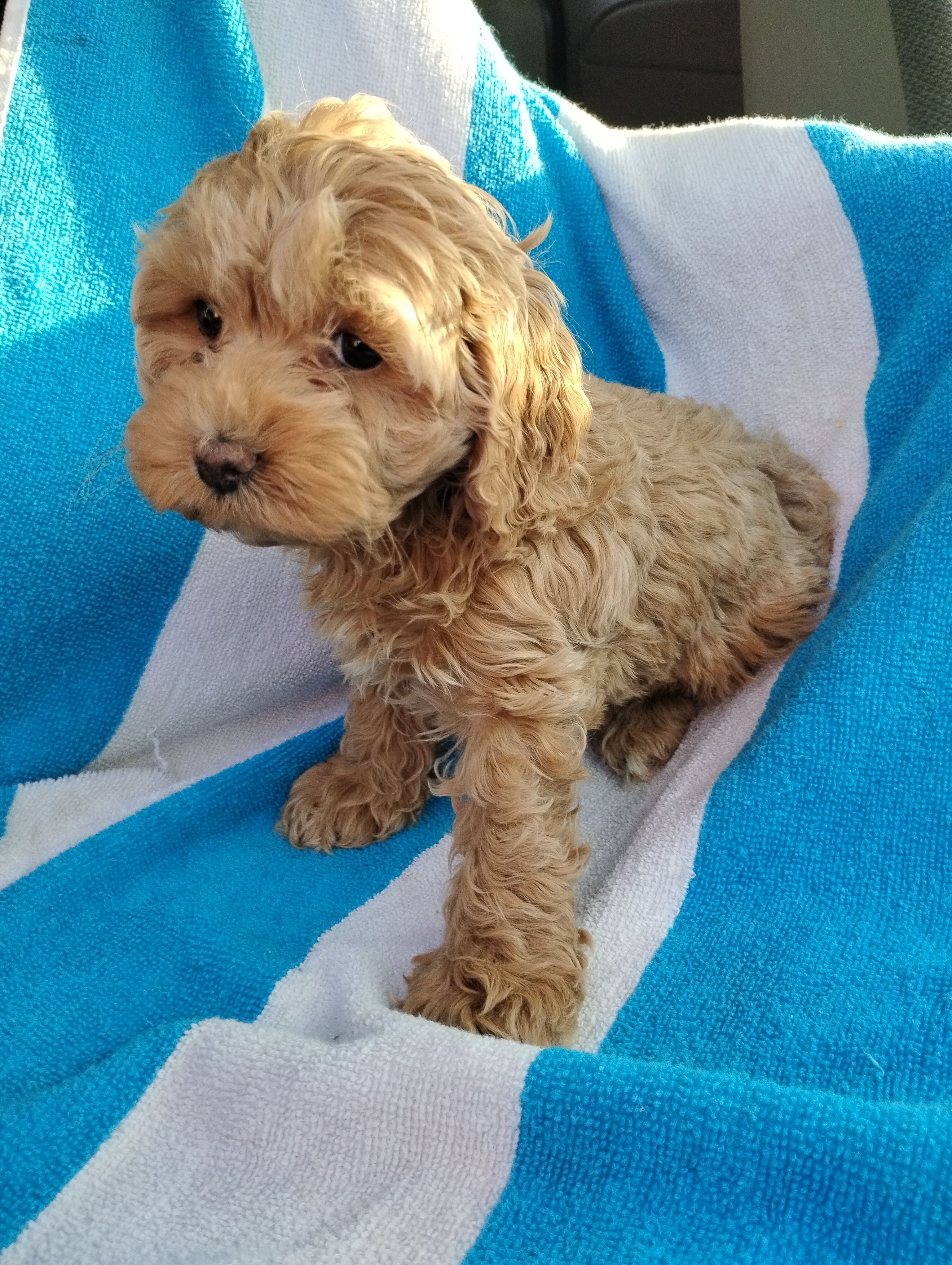Josie – Cockapoo puppy for sale in Adams, WI