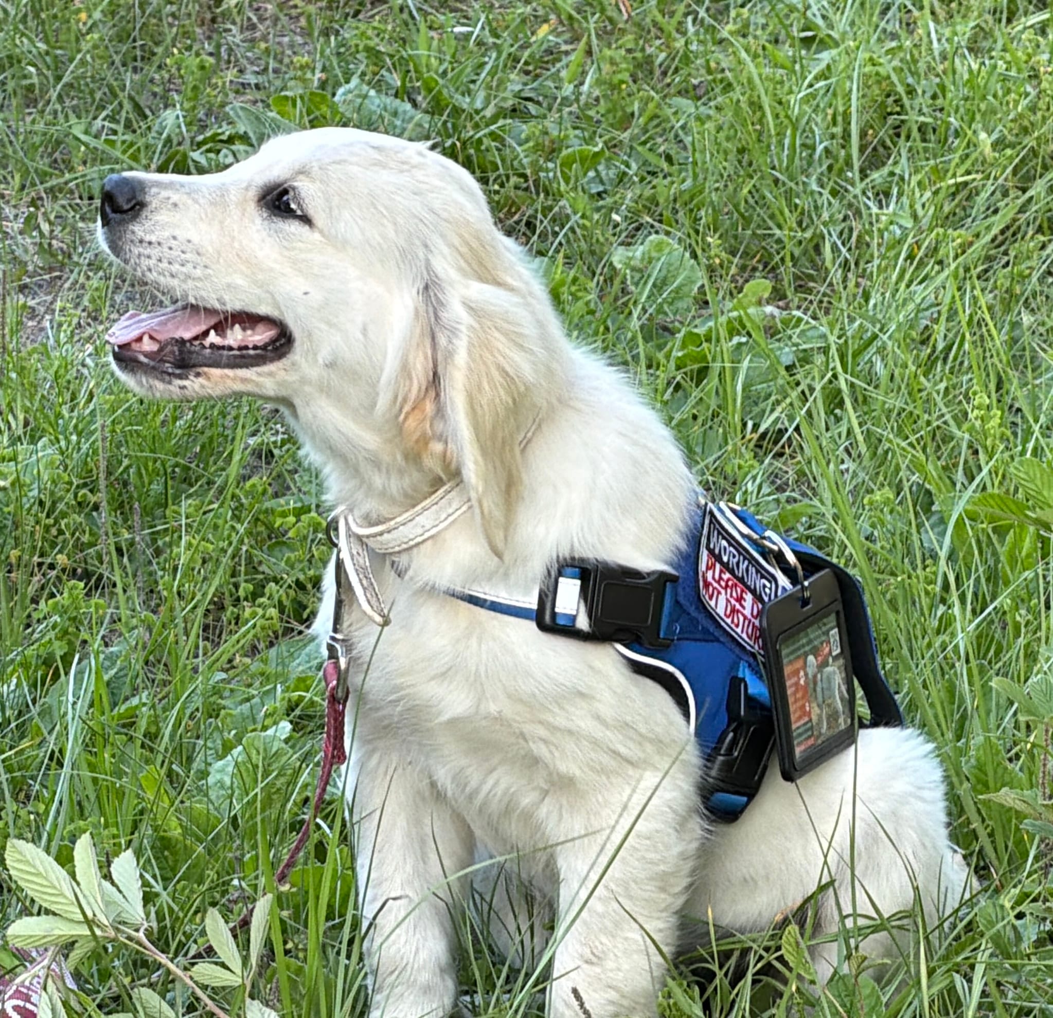 BONZAI of Avalon - Girl for Service + esa (83% @TPO tests) – Golden Retriever puppy for sale in Hawthorne, FL