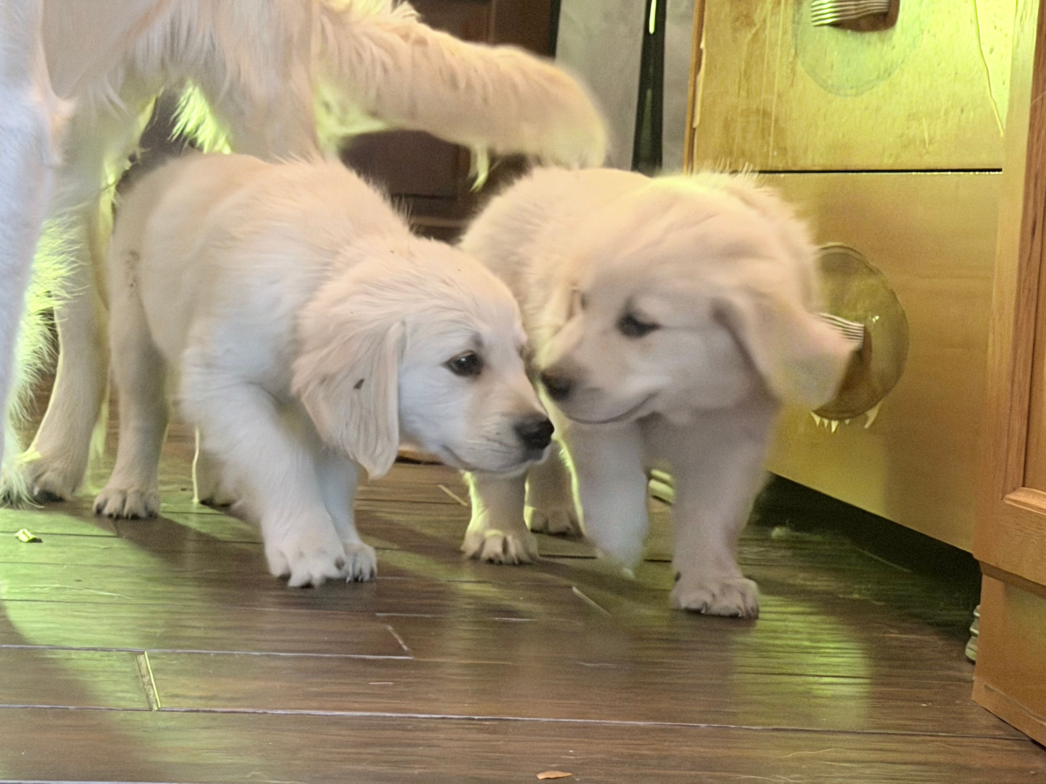 Bentley of Avalon – Golden Retriever puppy for sale in Hawthorne, FL