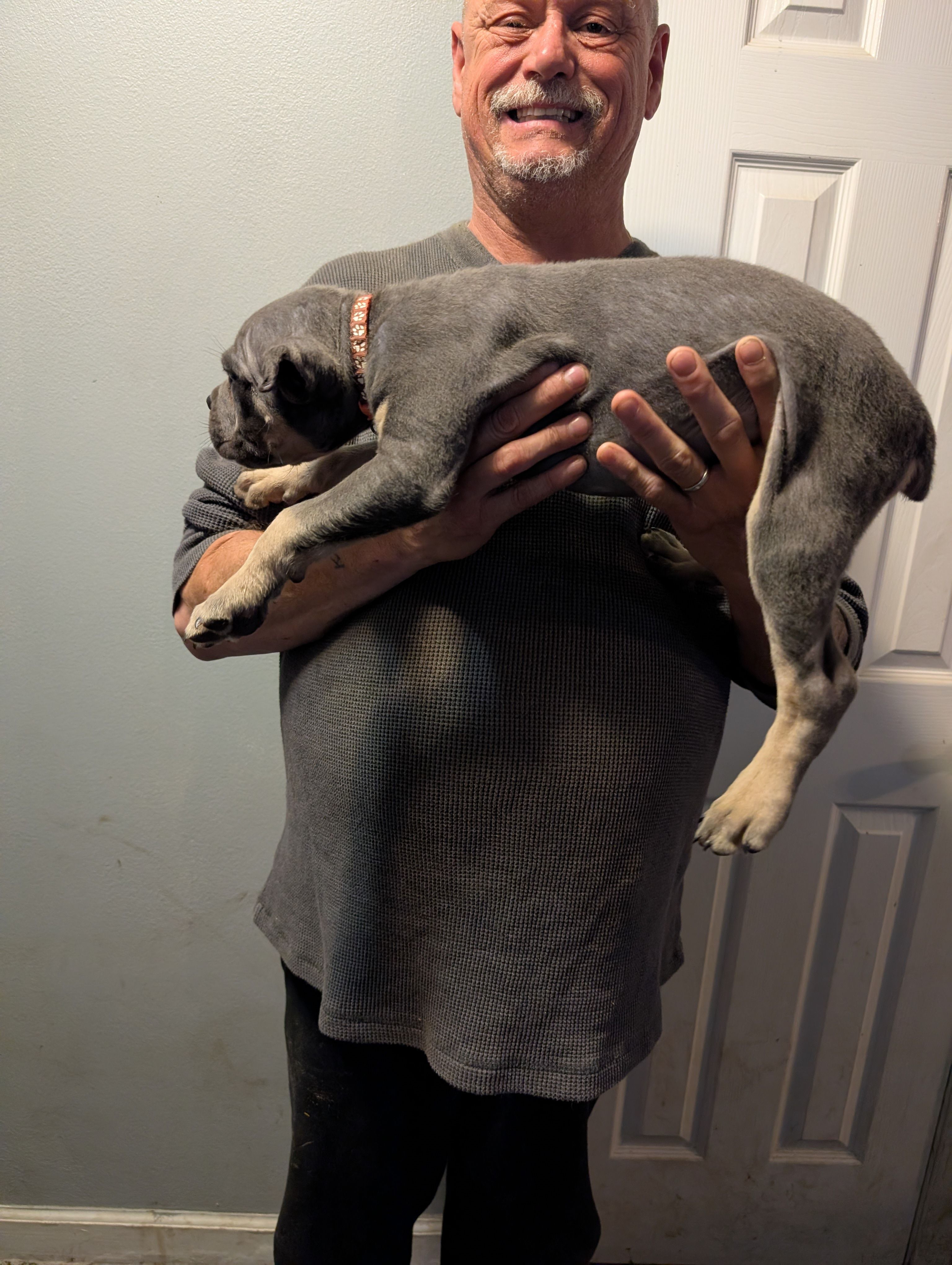 Sadie's Orange Collar Female, a female Cane Corso for sale in Clinton, MO – 2 of 4