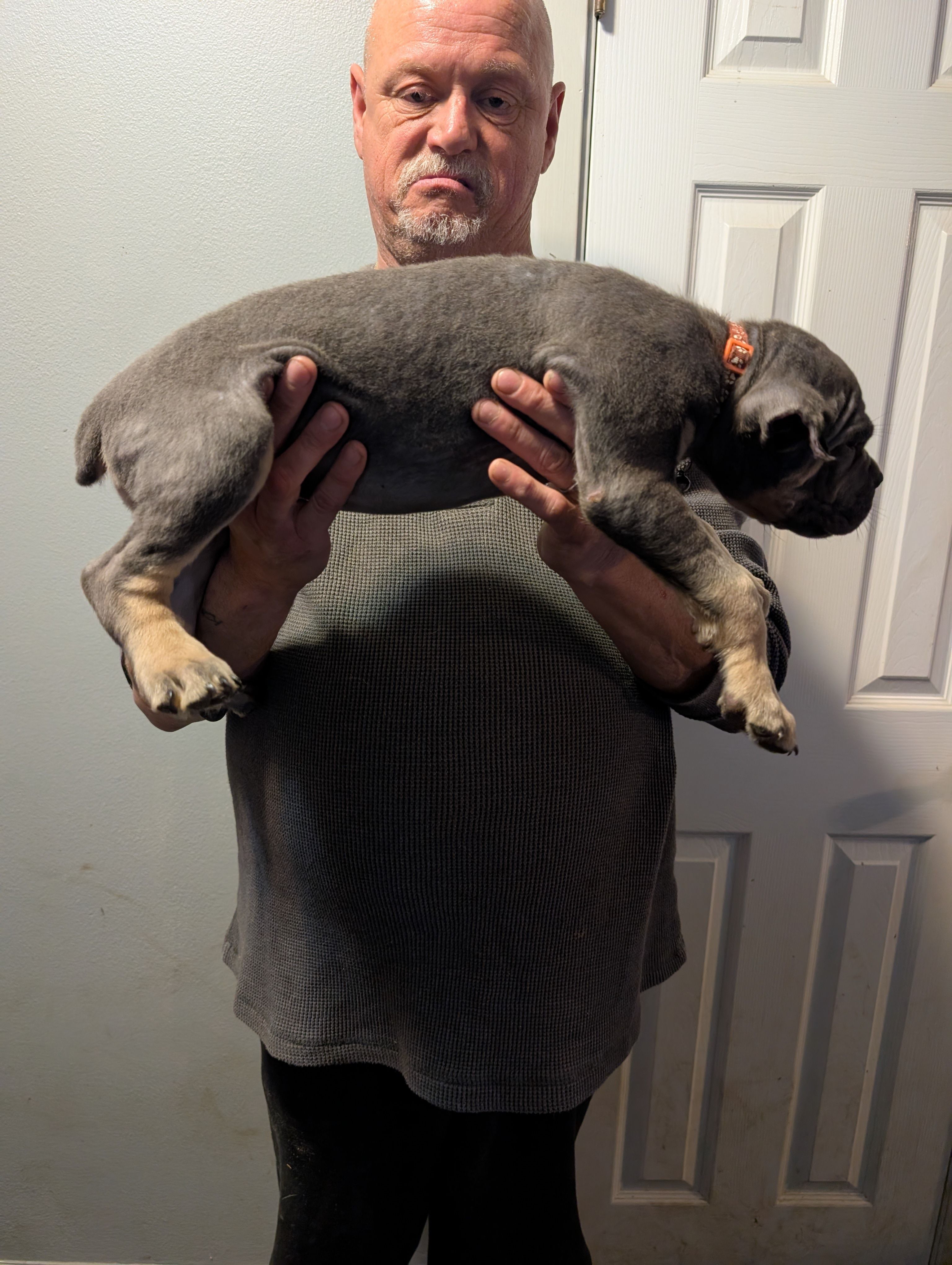 Sadie's Orange Collar Female, a female Cane Corso for sale in Clinton, MO – 4 of 4