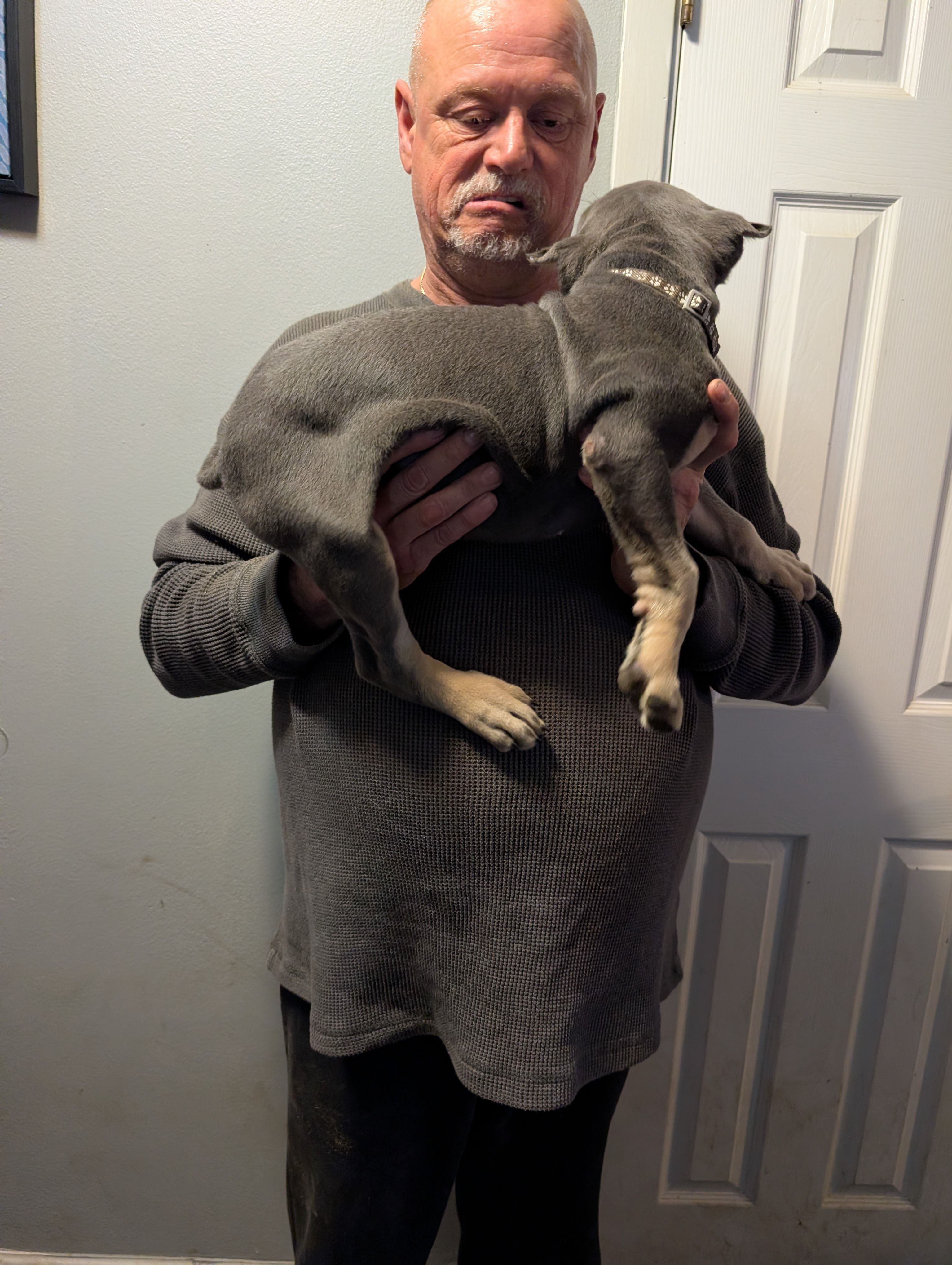 Sadie's Brown Collar Male, a male Cane Corso for sale in Clinton, MO – 3 of 5