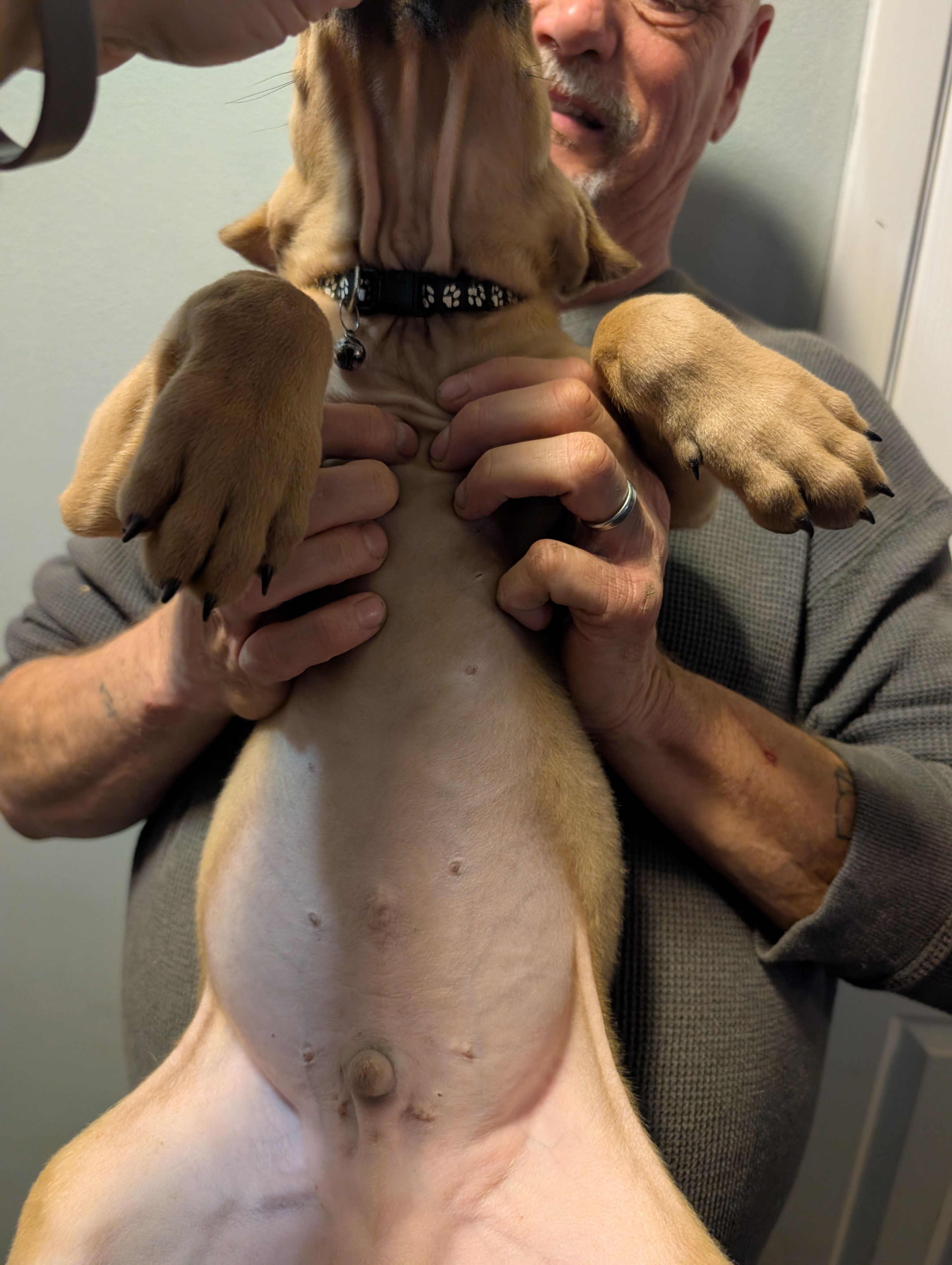 Sadie's Black Collar Male, a male Cane Corso for sale in Clinton, MO – 4 of 4