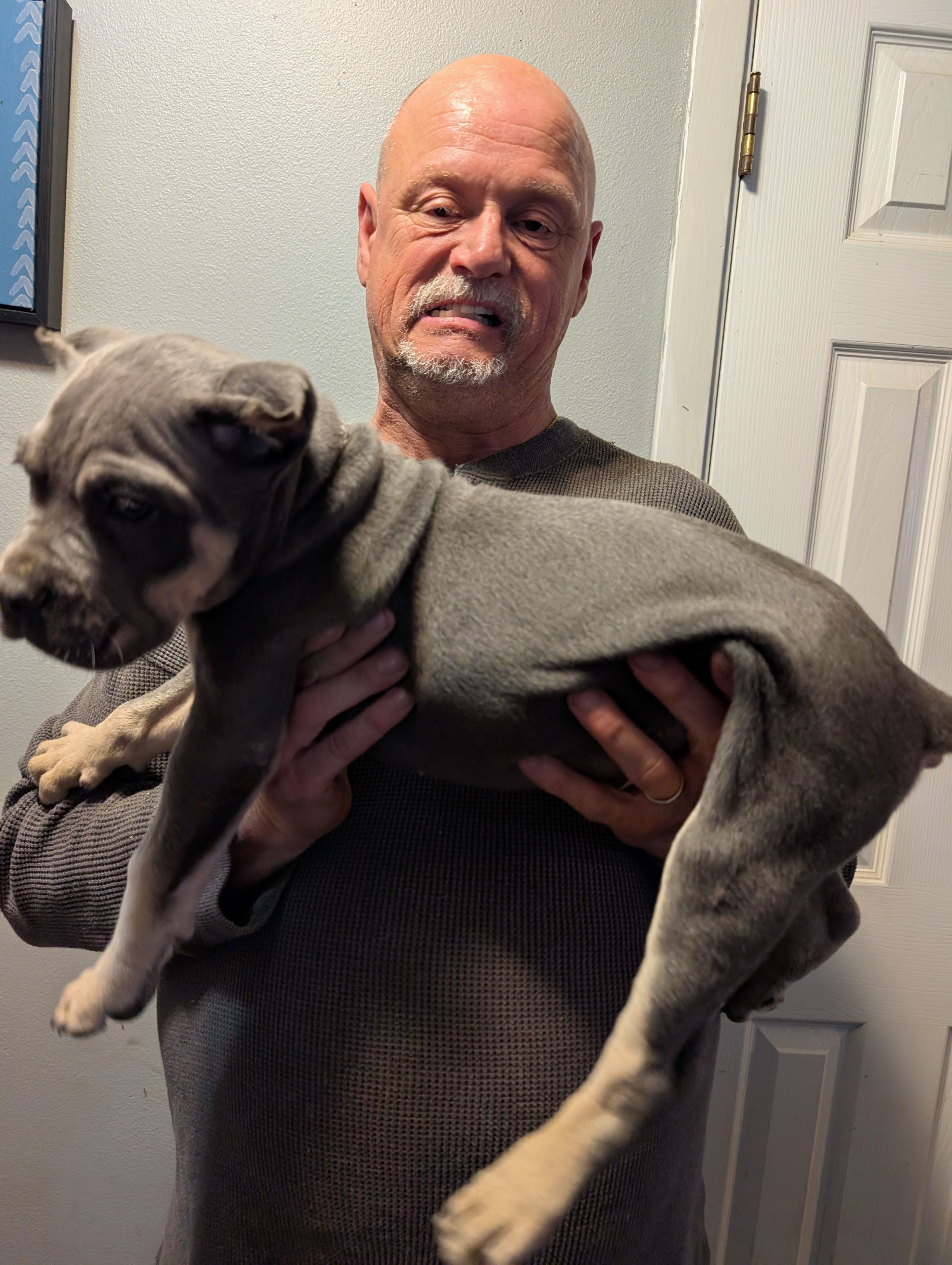 Sadie's Brown Collar Male, a male Cane Corso for sale in Clinton, MO – 2 of 5
