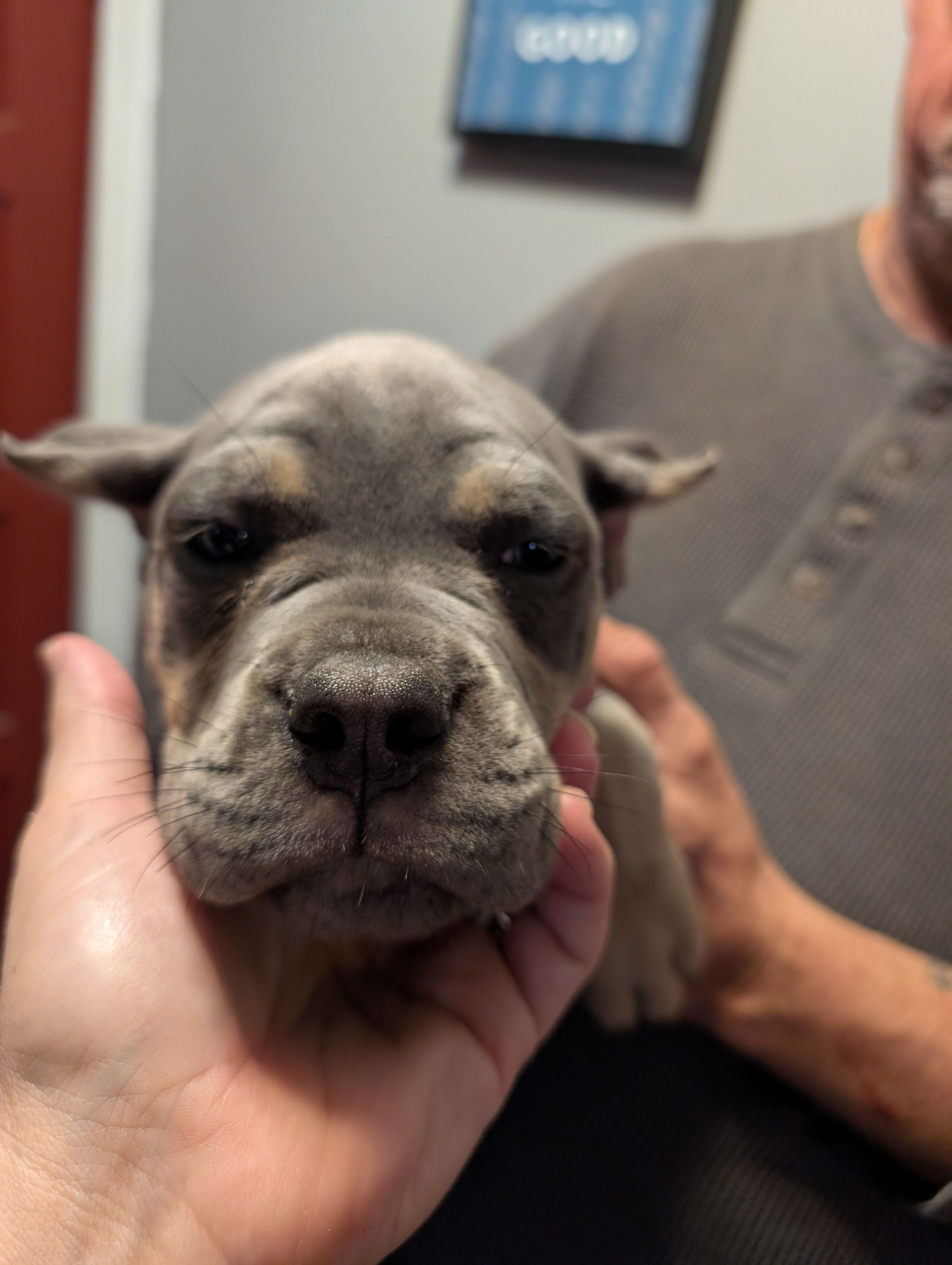 Sadie's Yellow Collar Female – Cane Corso puppy for sale in Clinton, MO