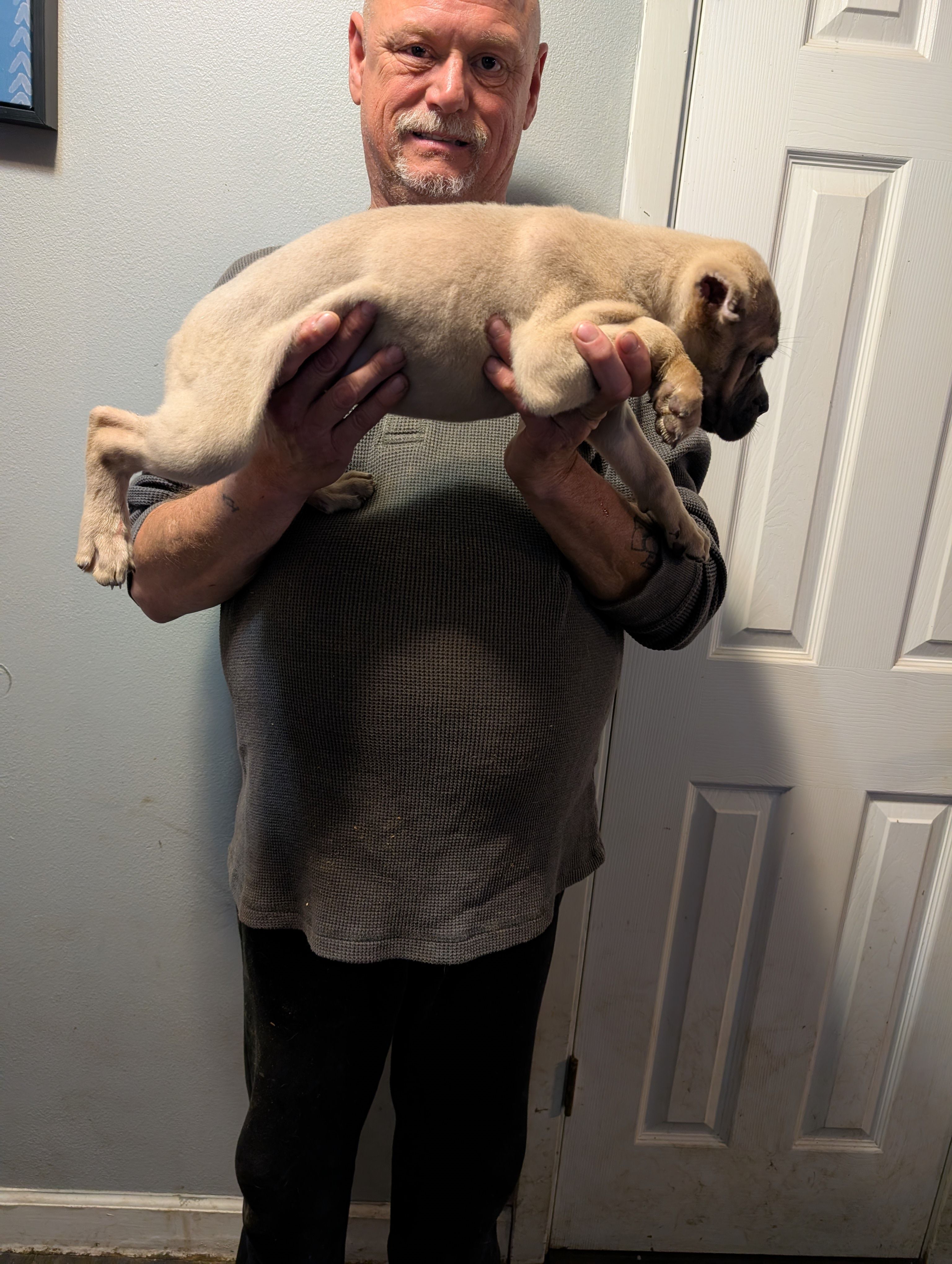 Sadie's Formentino Female, a female Cane Corso for sale in Clinton, MO – 4 of 5