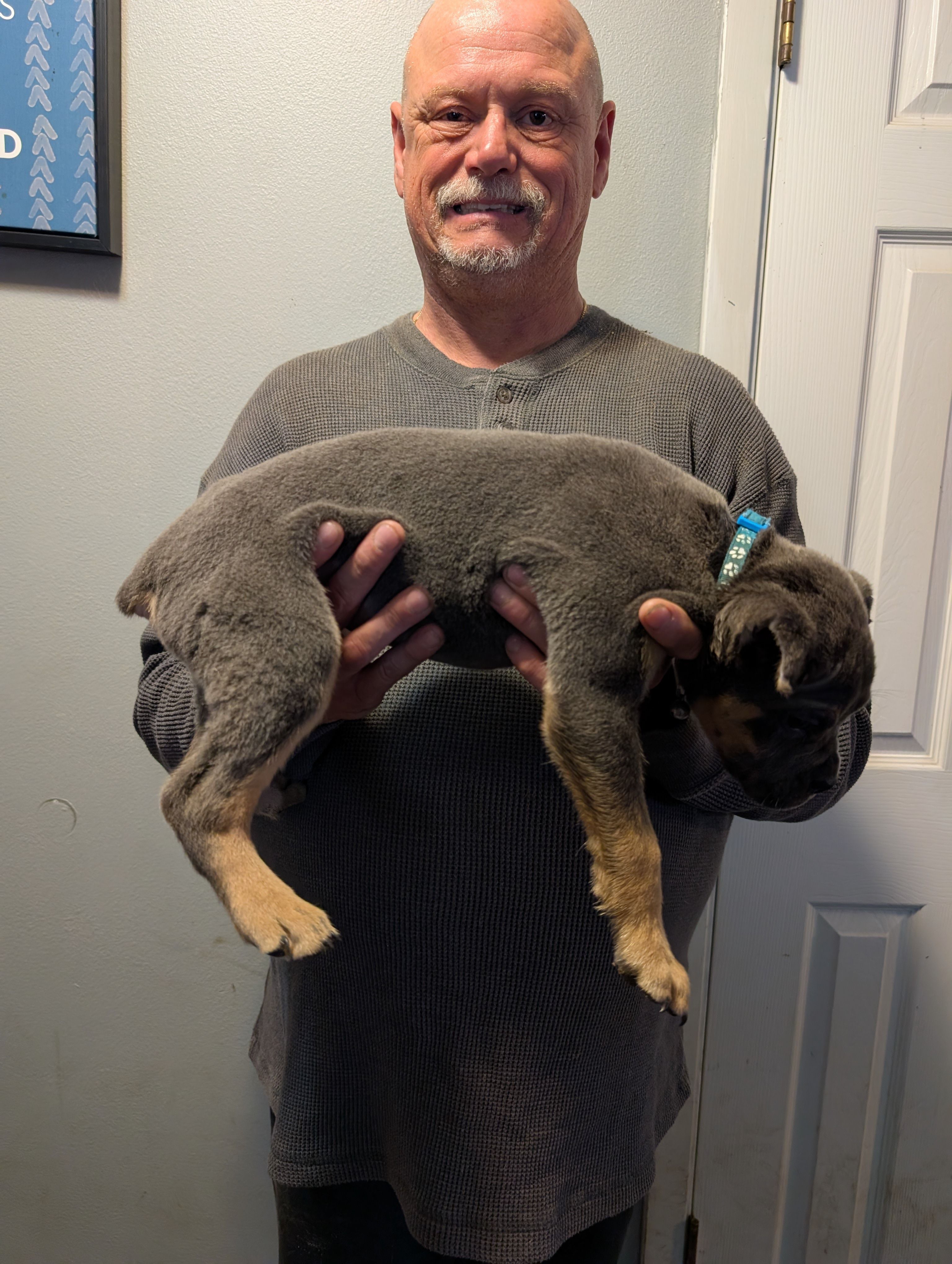 Sadie's Blue Collar Male, a male Cane Corso for sale in Clinton, MO – 2 of 4
