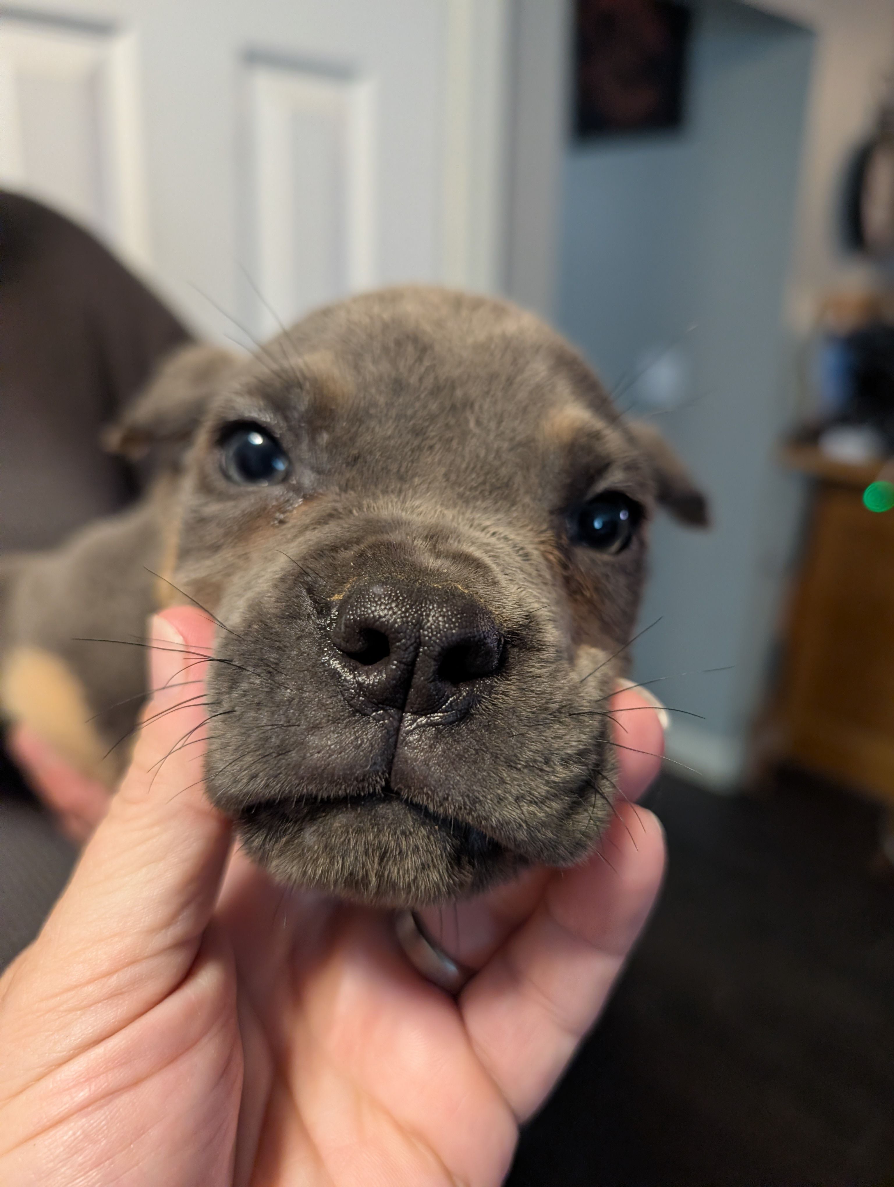 Sadie's Blue Collar Male – Cane Corso puppy for sale in Clinton, MO