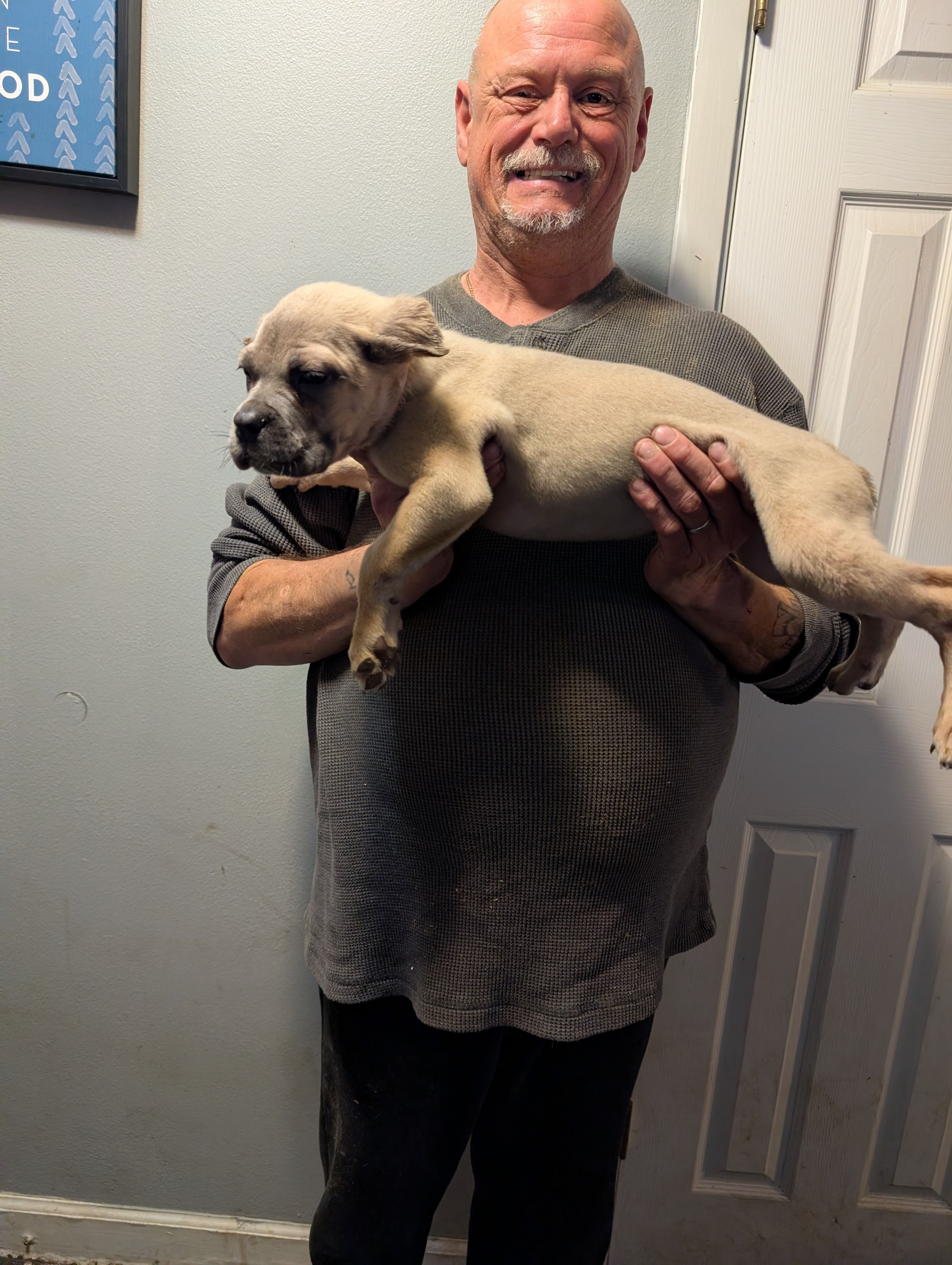 Sadie's Formentino Female, a female Cane Corso for sale in Clinton, MO – 5 of 5