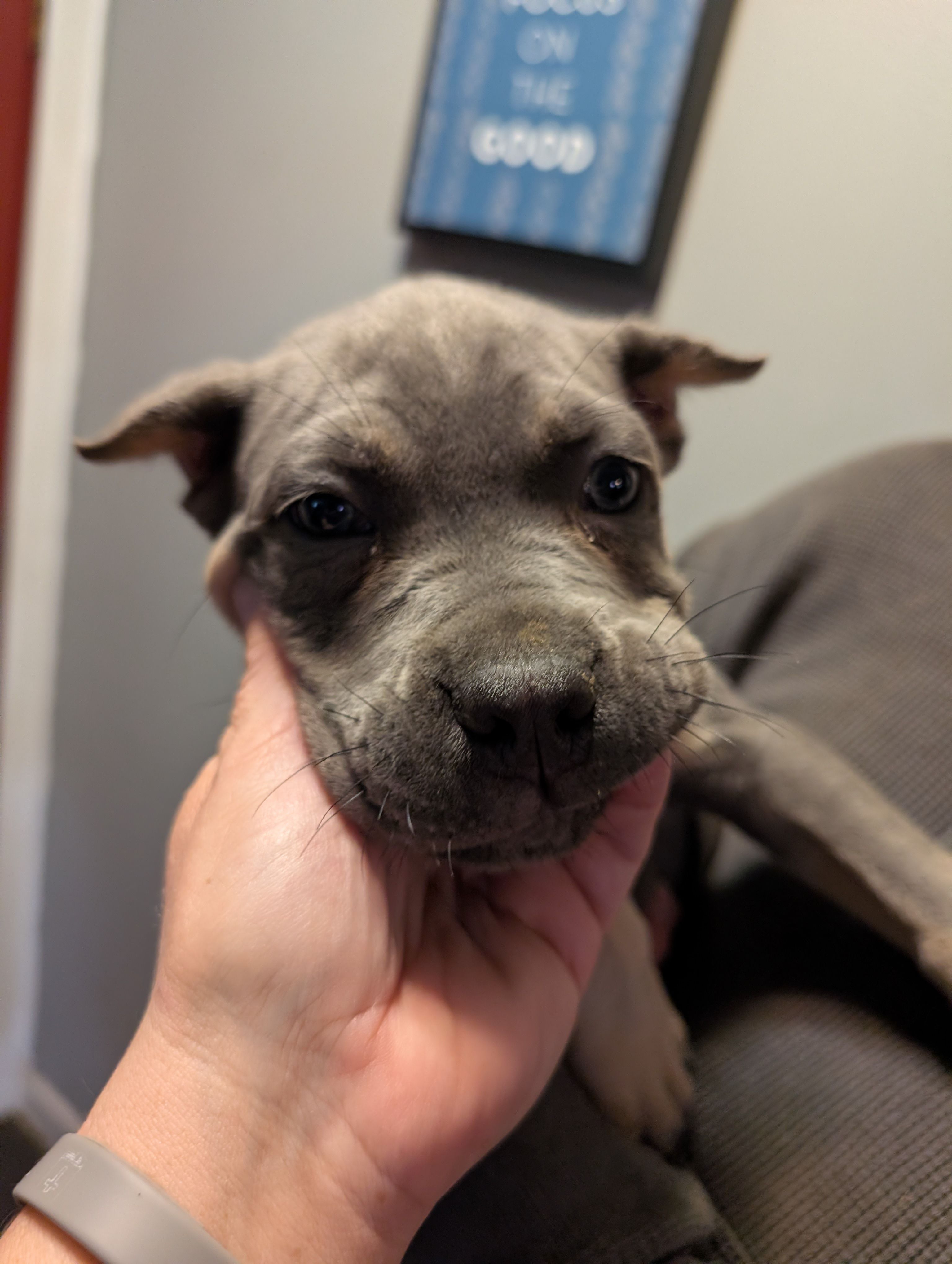Sadie's Brown Collar Male – Cane Corso puppy for sale in Clinton, MO