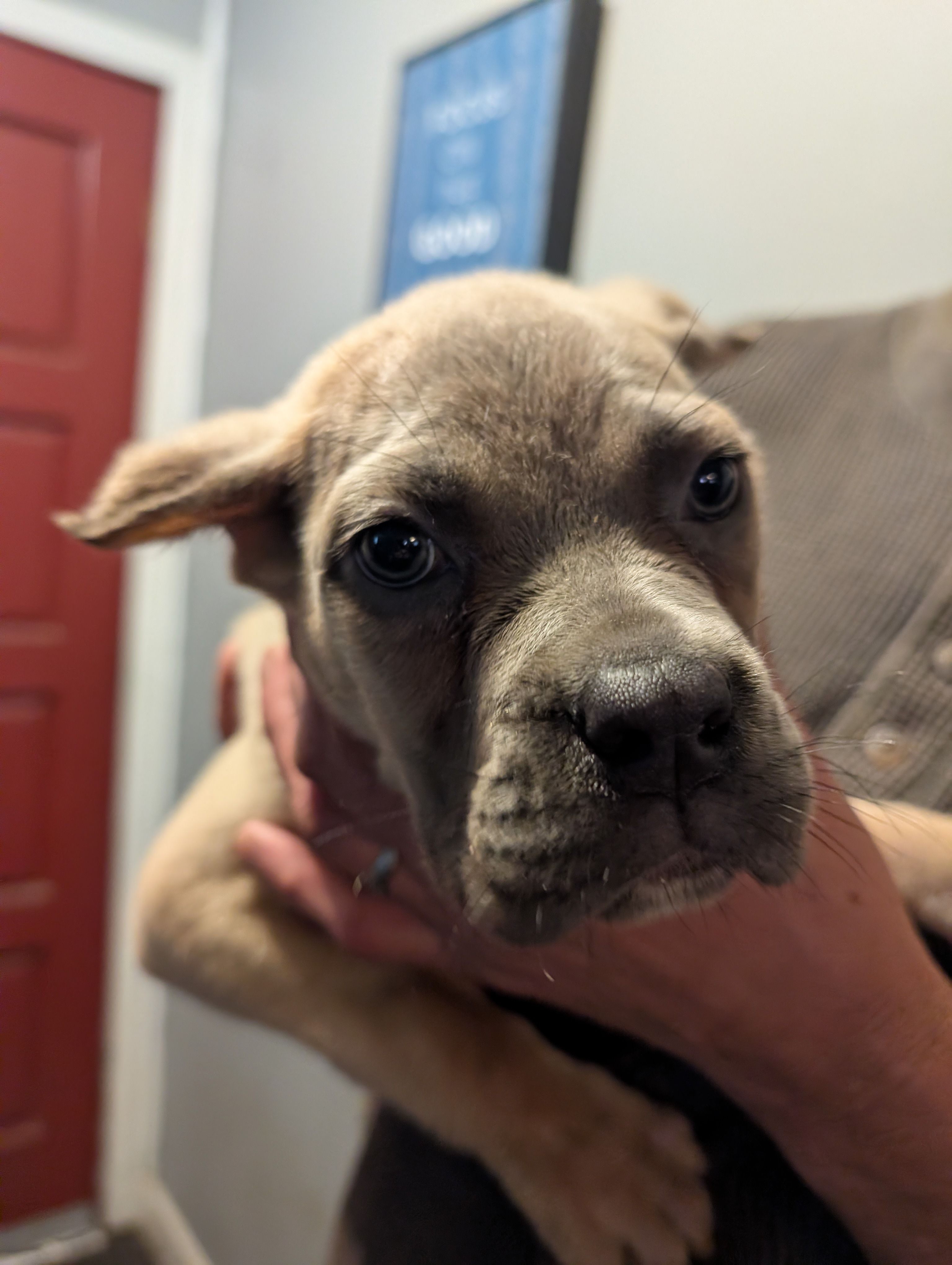 Sadie's Formentino Female, a female Cane Corso for sale in Clinton, MO – 2 of 5