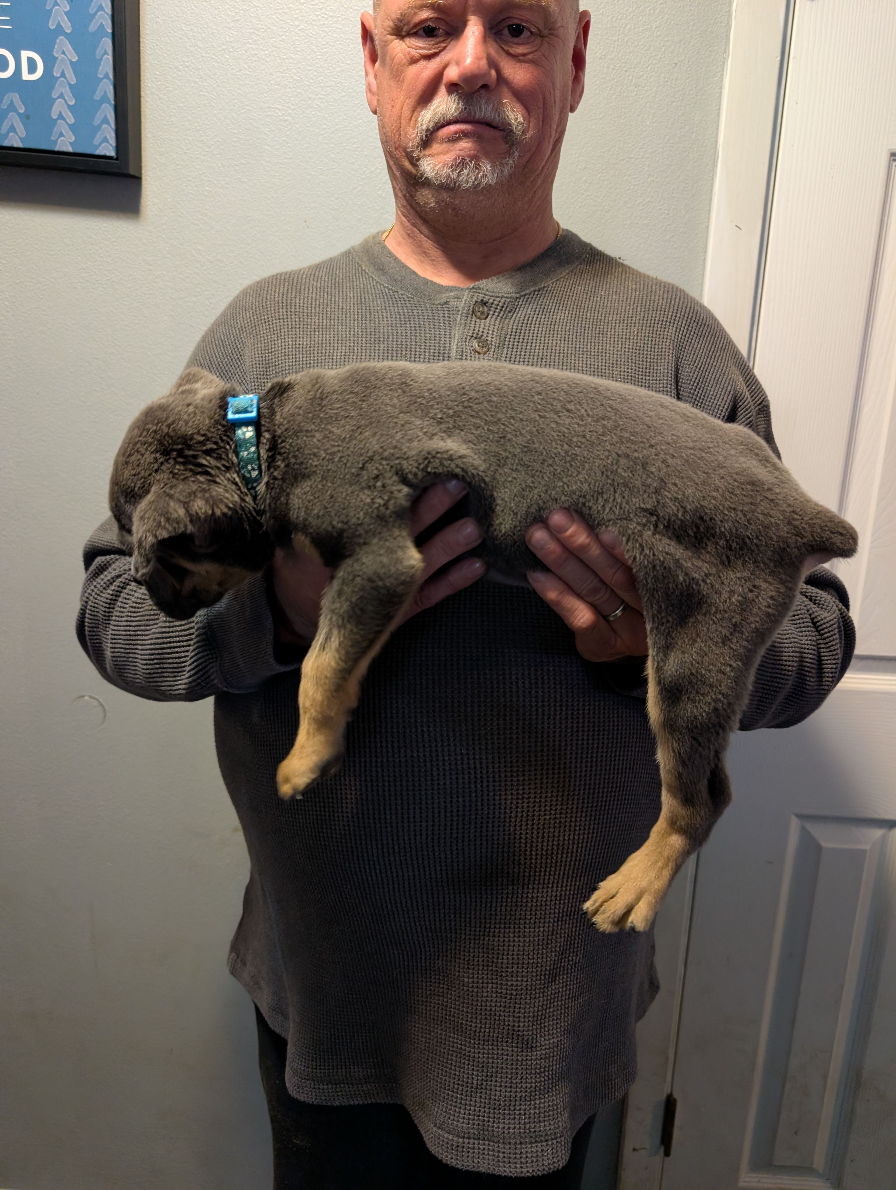 Sadie's Blue Collar Male, a male Cane Corso for sale in Clinton, MO – 3 of 4