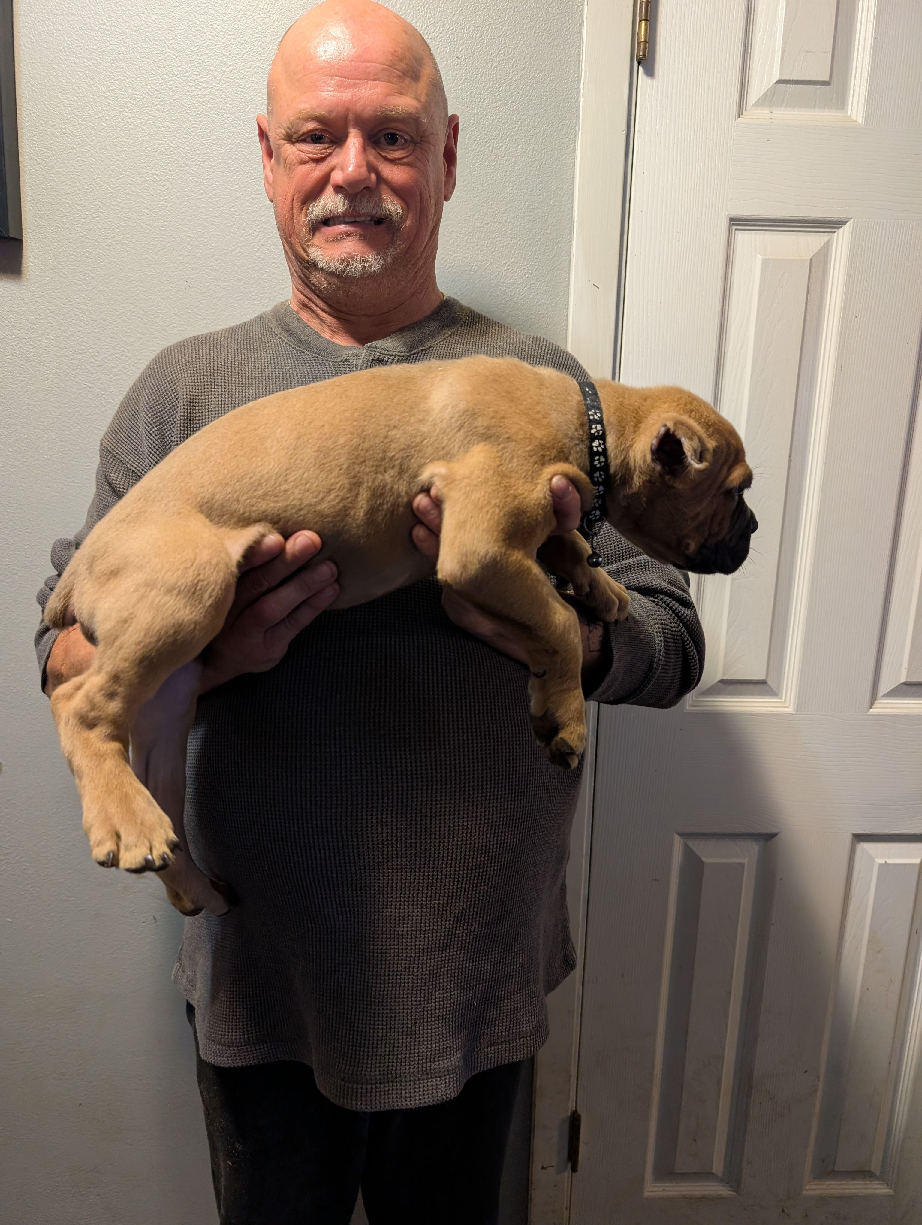 Sadie's Black Collar Male, a male Cane Corso for sale in Clinton, MO – 2 of 4