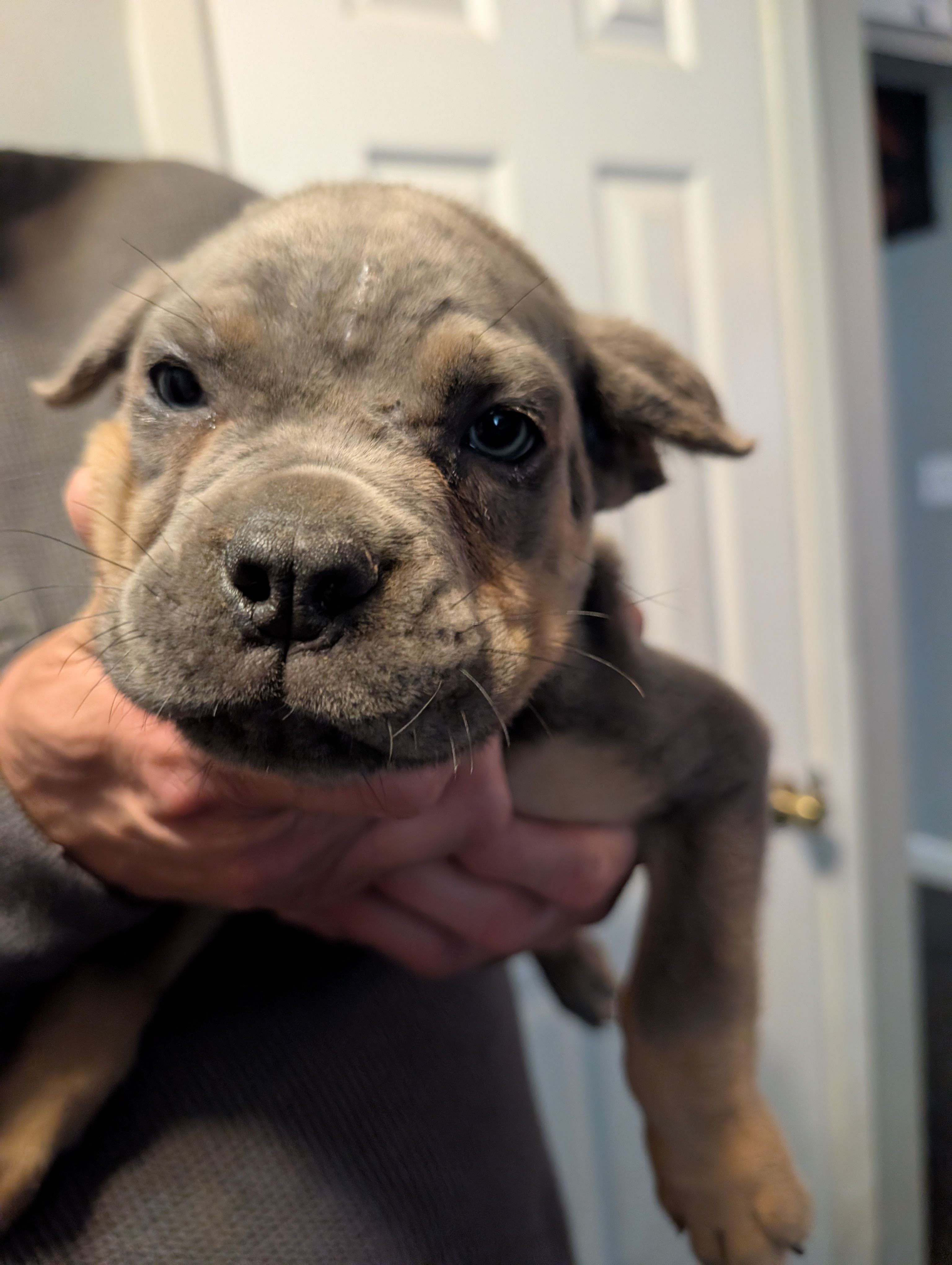 Sadie's Green Collar Male, a male Cane Corso for sale in Clinton, MO – 4 of 7