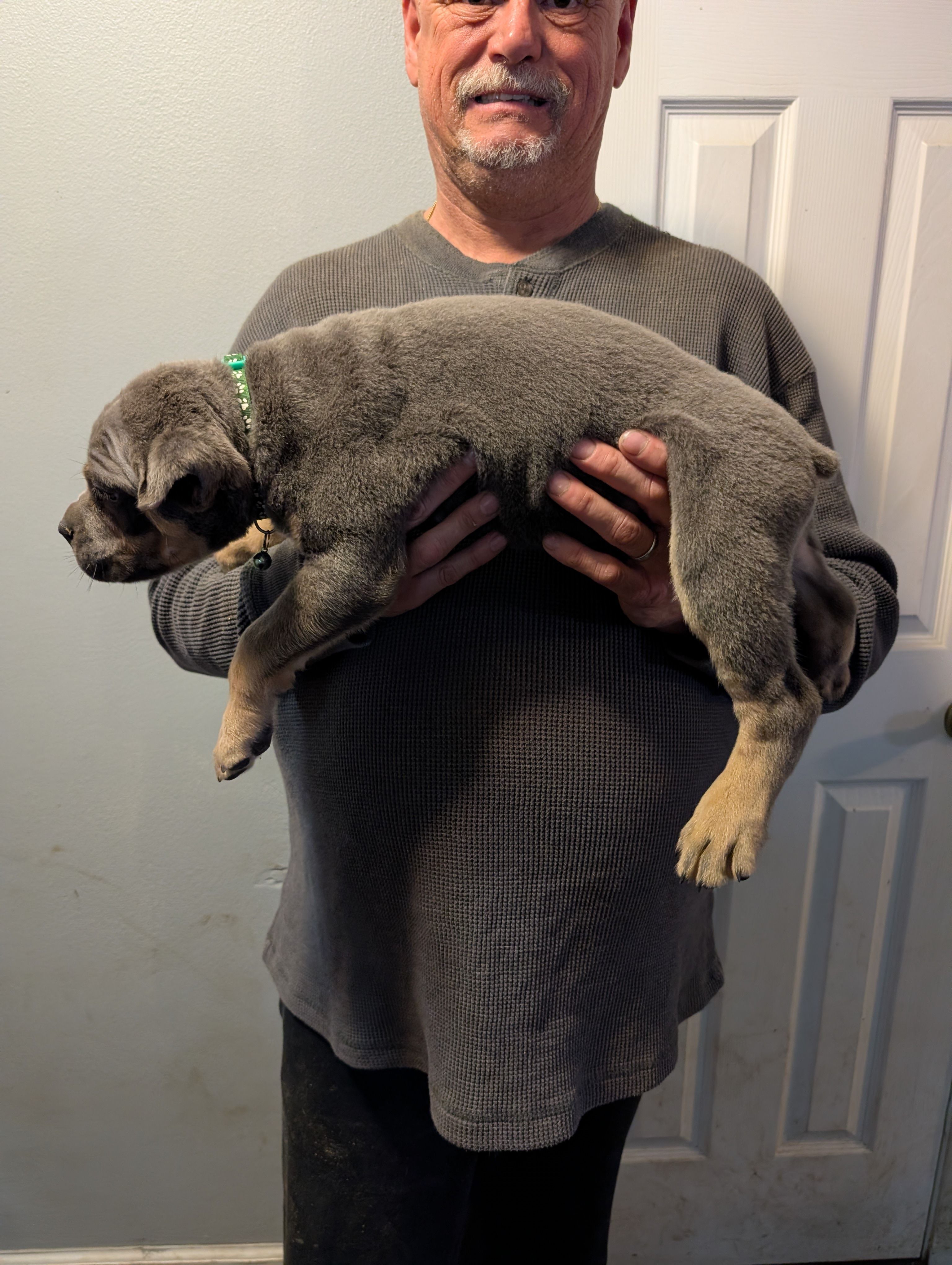 Sadie's Green Collar Male, a male Cane Corso for sale in Clinton, MO – 6 of 7