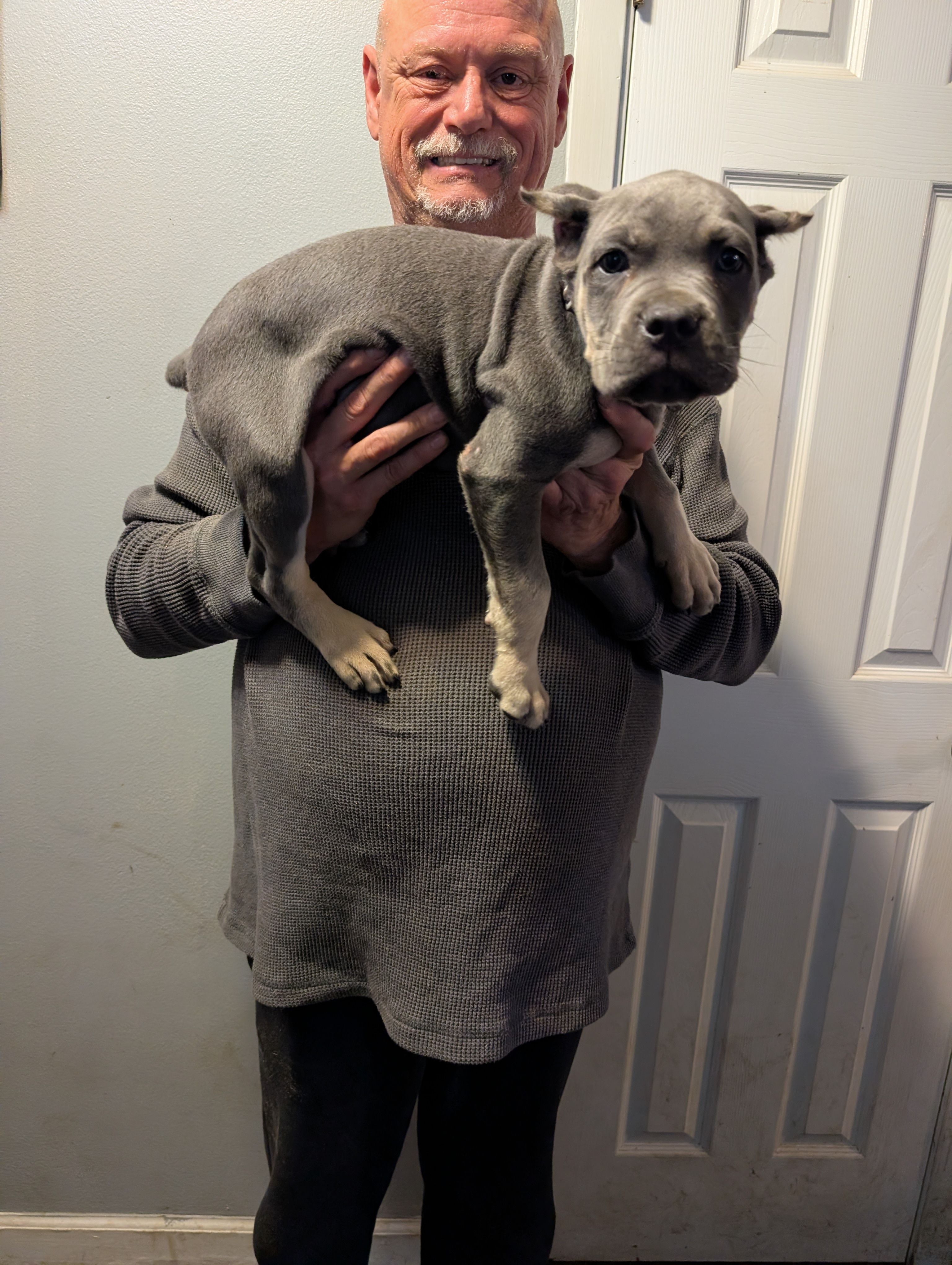 Sadie's Brown Collar Male, a male Cane Corso for sale in Clinton, MO – 4 of 5