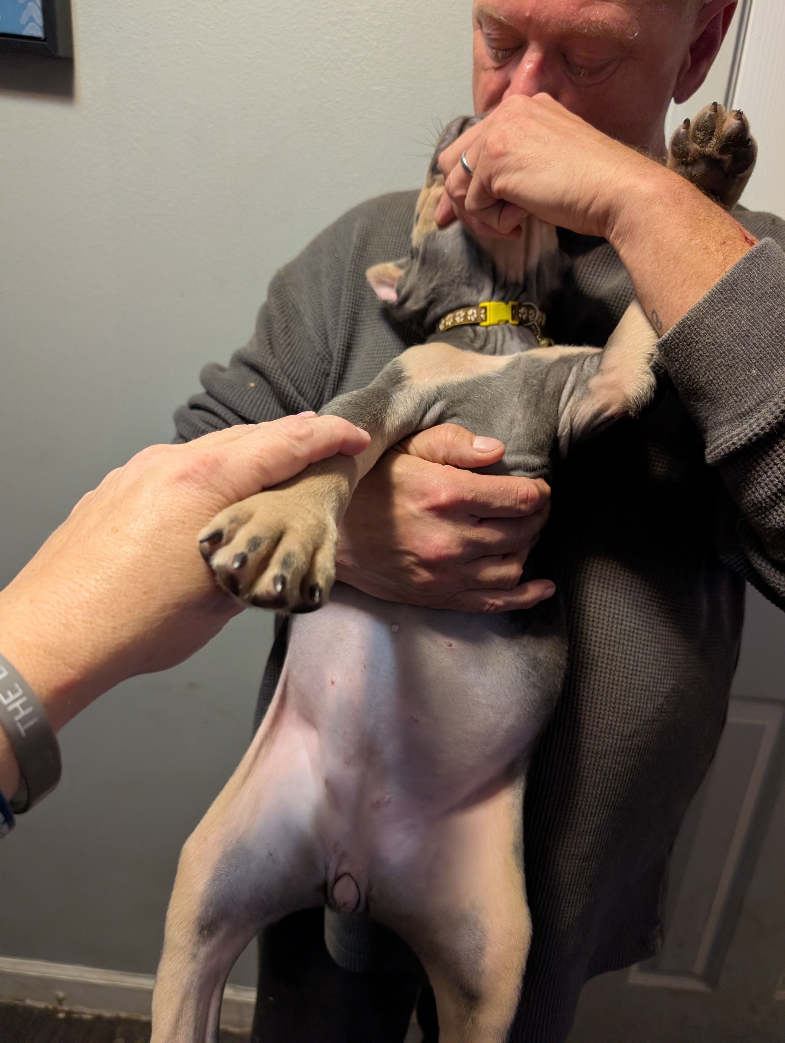 Sadie's Yellow Collar Female, a female Cane Corso for sale in Clinton, MO – 4 of 4