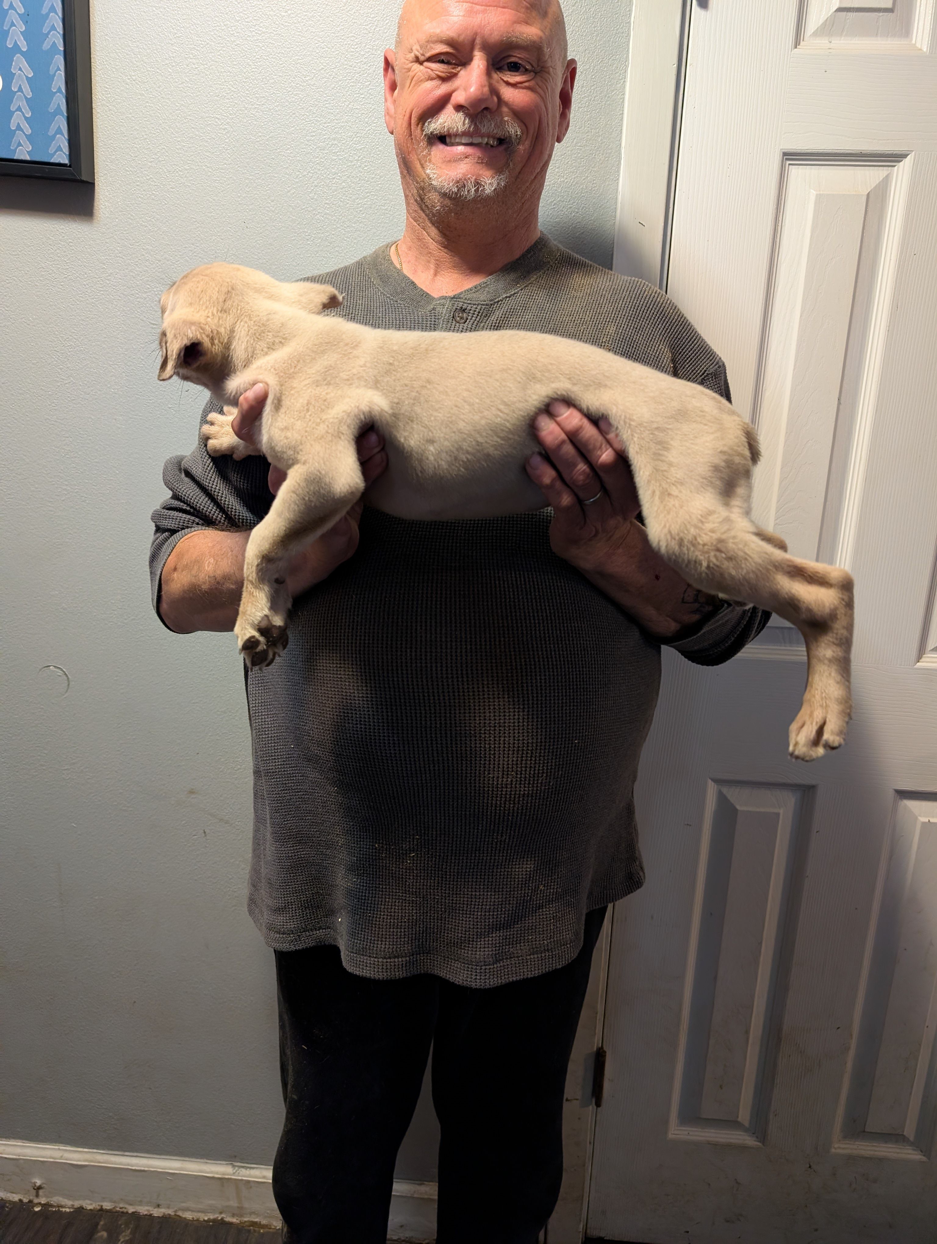 Sadie's Formentino Female, a female Cane Corso for sale in Clinton, MO – 3 of 5