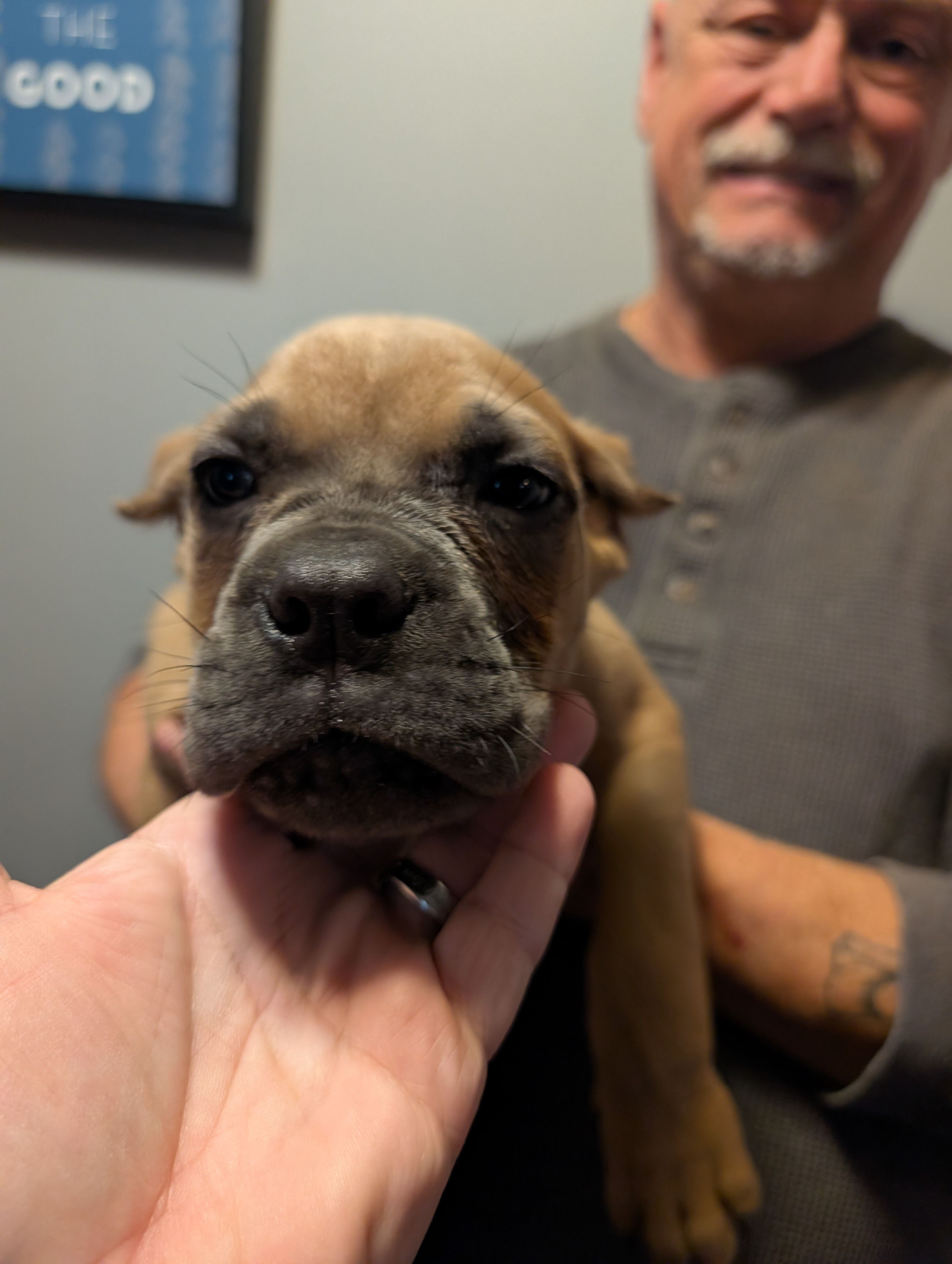 Sadie's Black Collar Male – Cane Corso puppy for sale in Clinton, MO