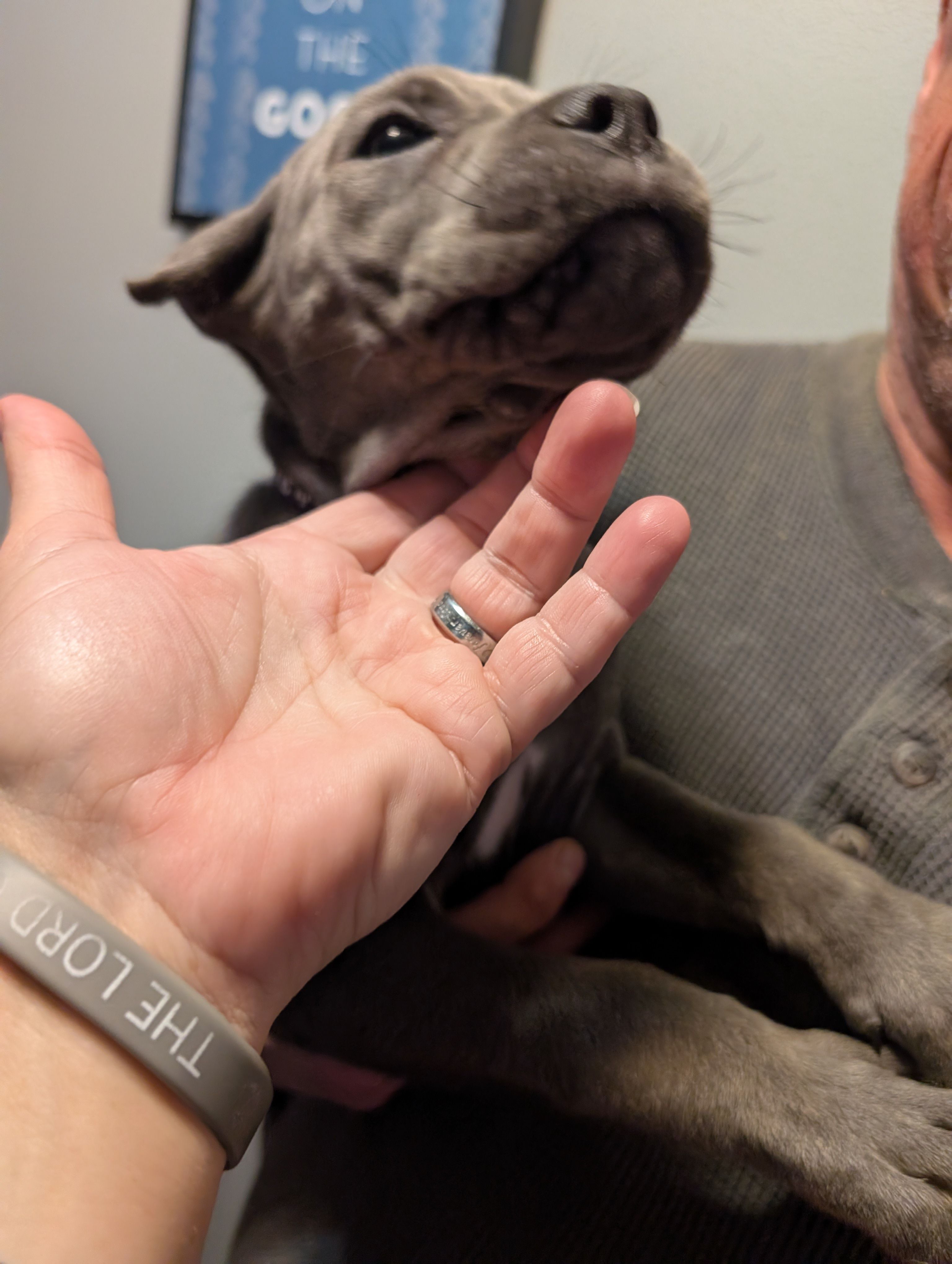 Sadie's Purple Collar Female, a female Cane Corso for sale in Clinton, MO – 5 of 5