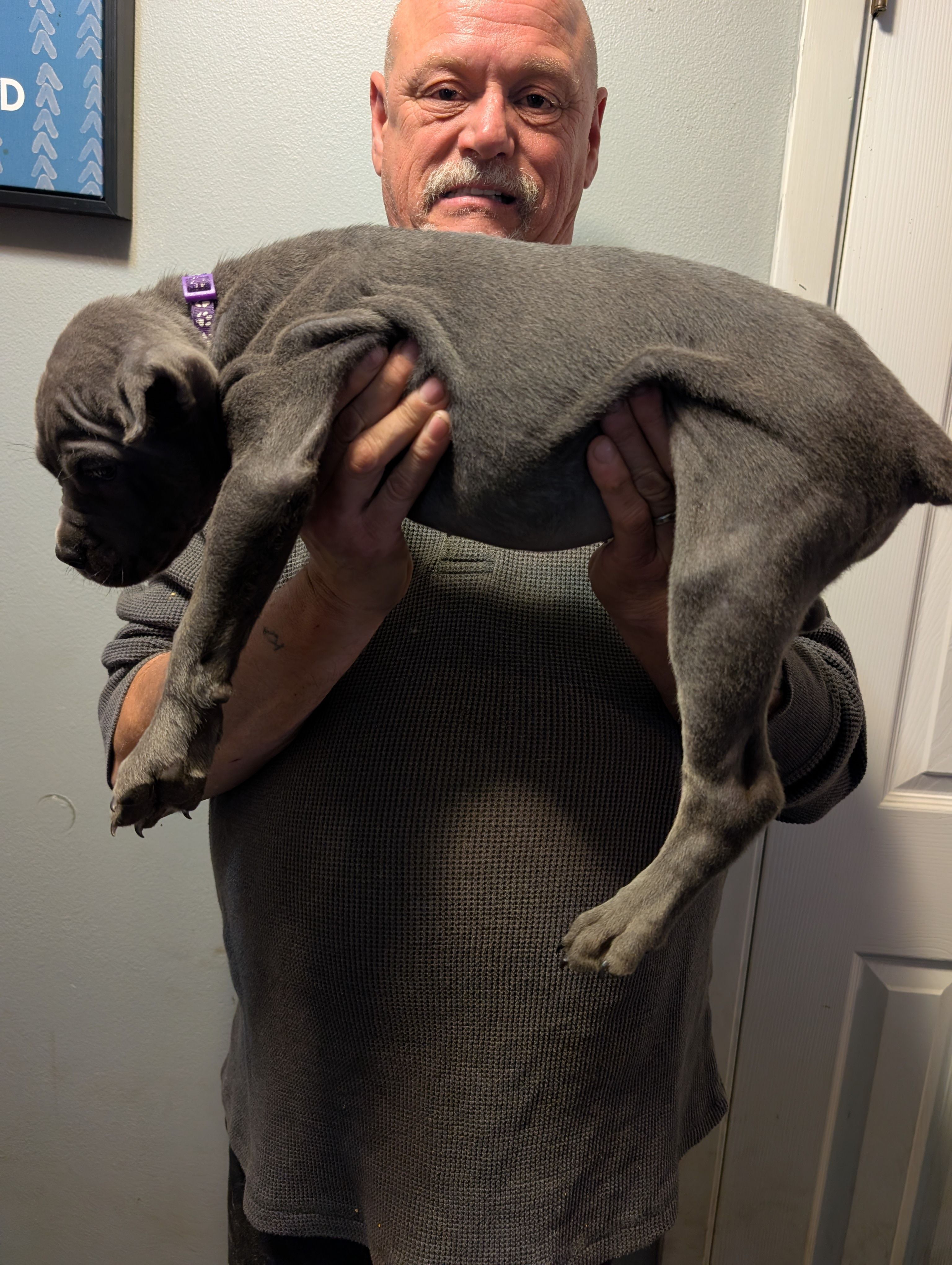 Sadie's Purple Collar Female, a female Cane Corso for sale in Clinton, MO – 3 of 5