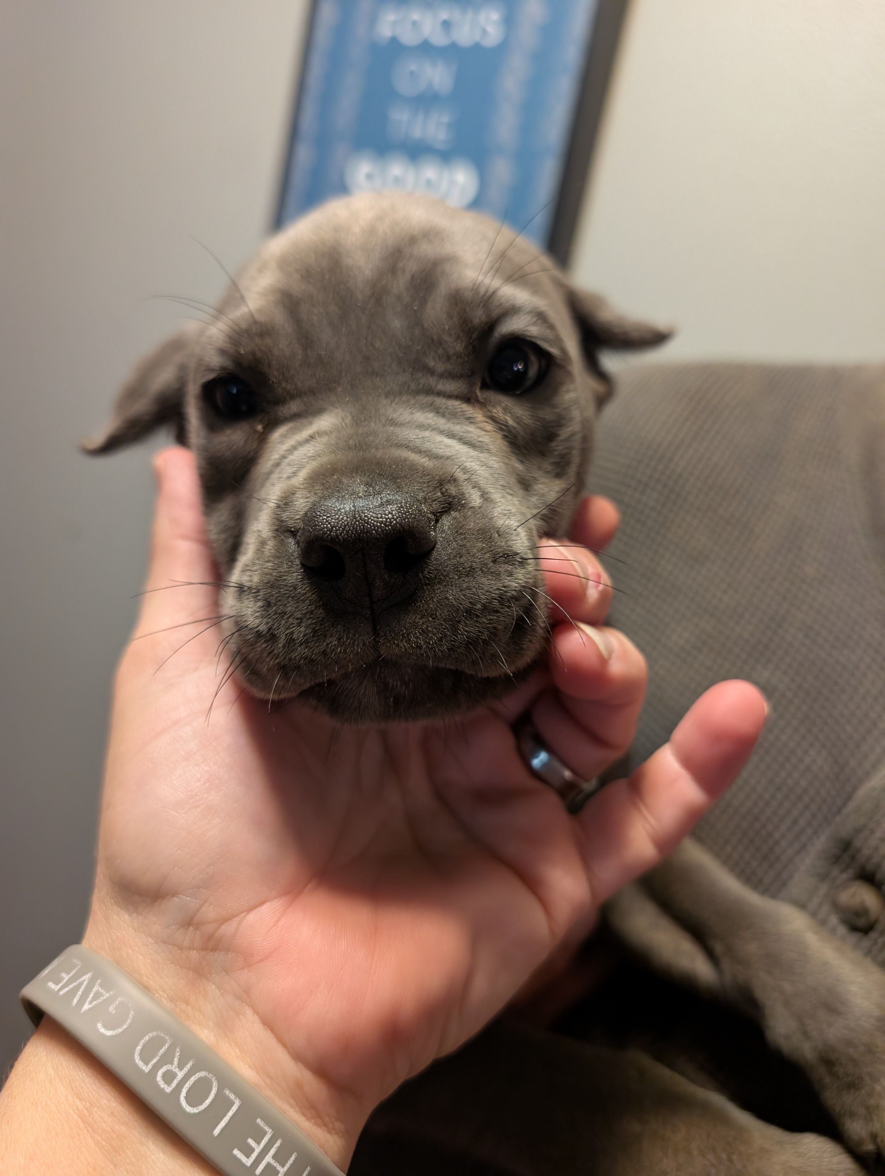 Sadie's Purple Collar Female – Cane Corso puppy for sale in Clinton, MO