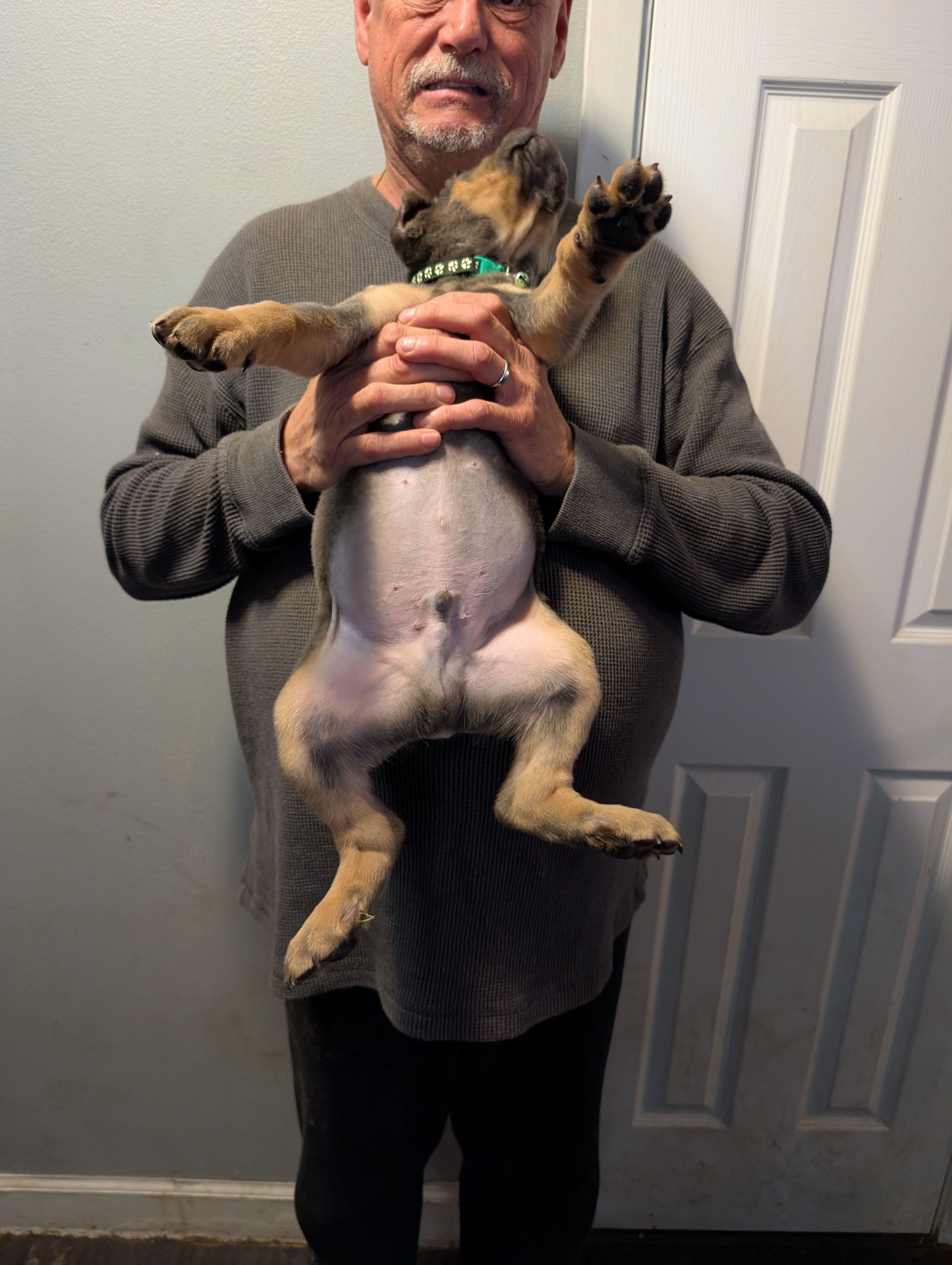 Sadie's Green Collar Male, a male Cane Corso for sale in Clinton, MO – 7 of 7