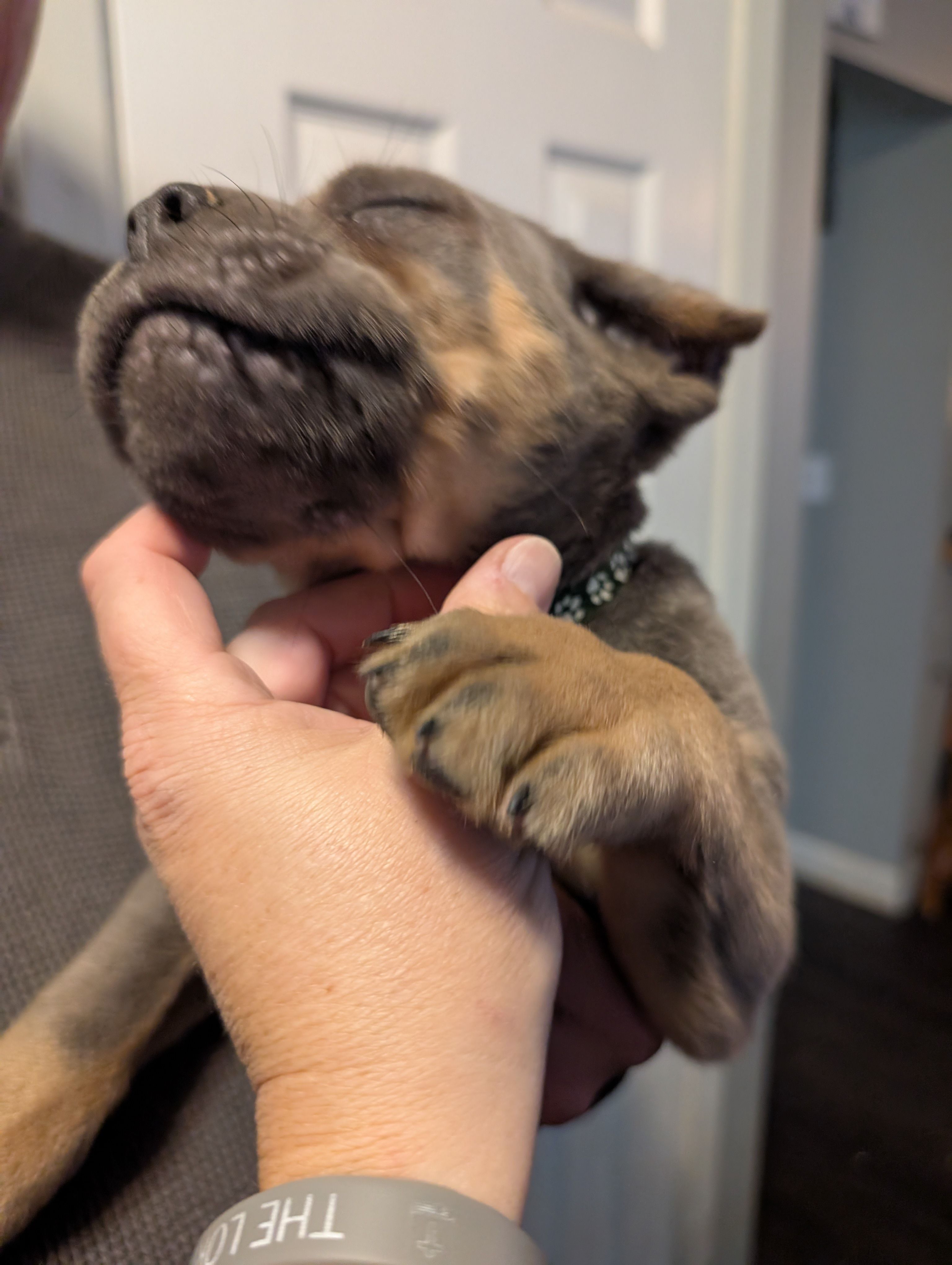 Sadie's Green Collar Male, a male Cane Corso for sale in Clinton, MO – 2 of 7
