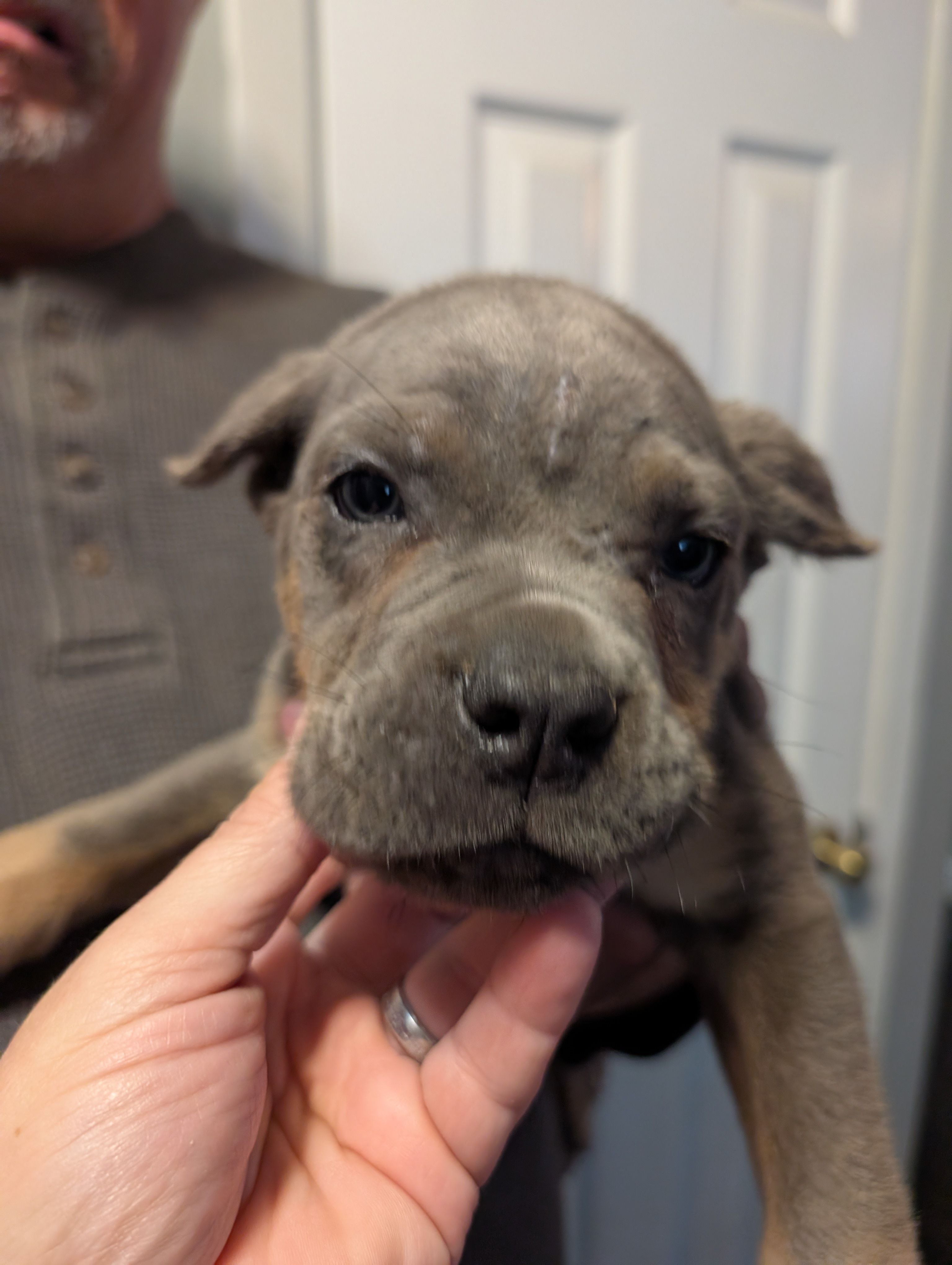 Sadie's Green Collar Male – Cane Corso puppy for sale in Clinton, MO