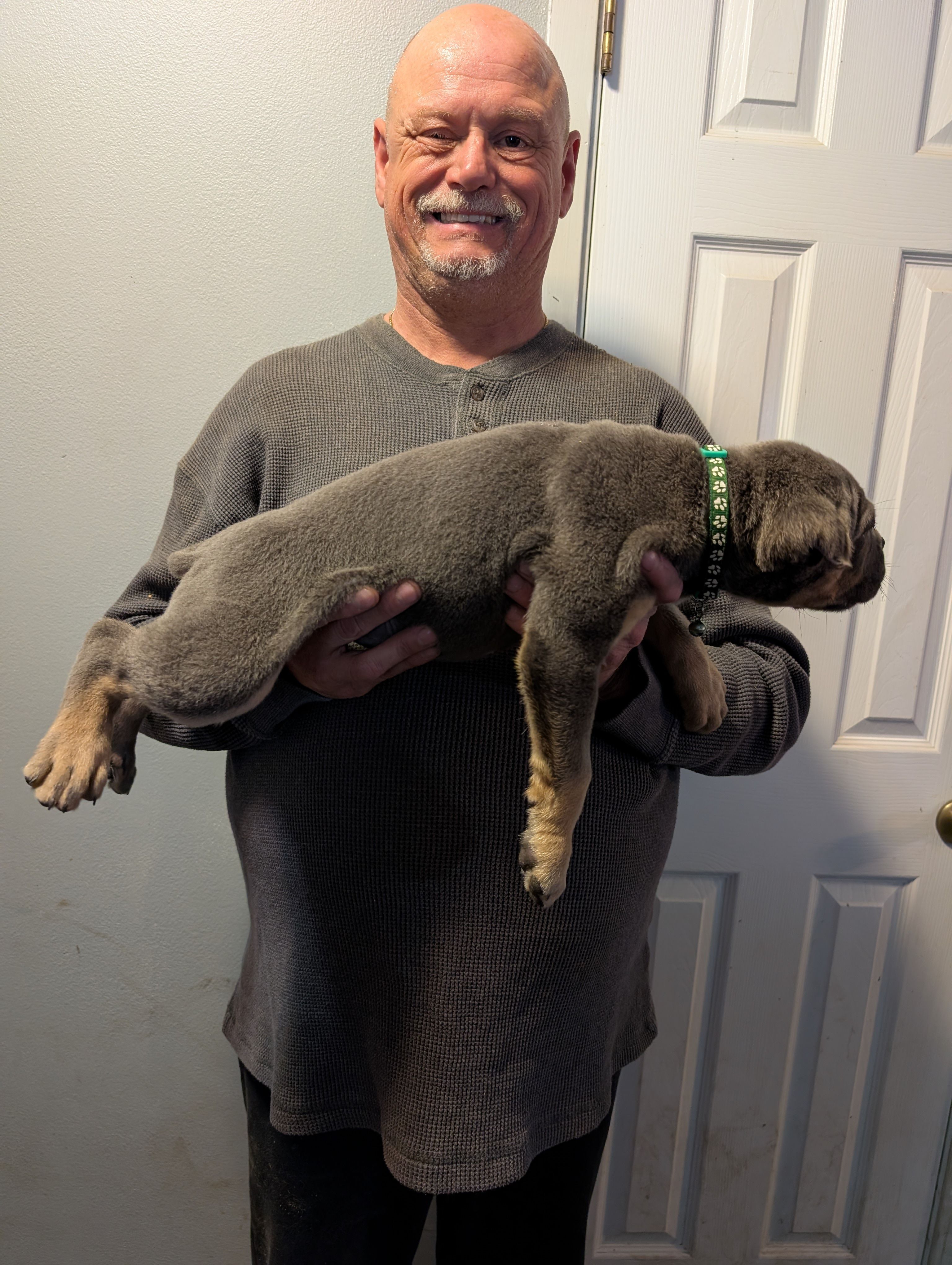 Sadie's Green Collar Male, a male Cane Corso for sale in Clinton, MO – 5 of 7