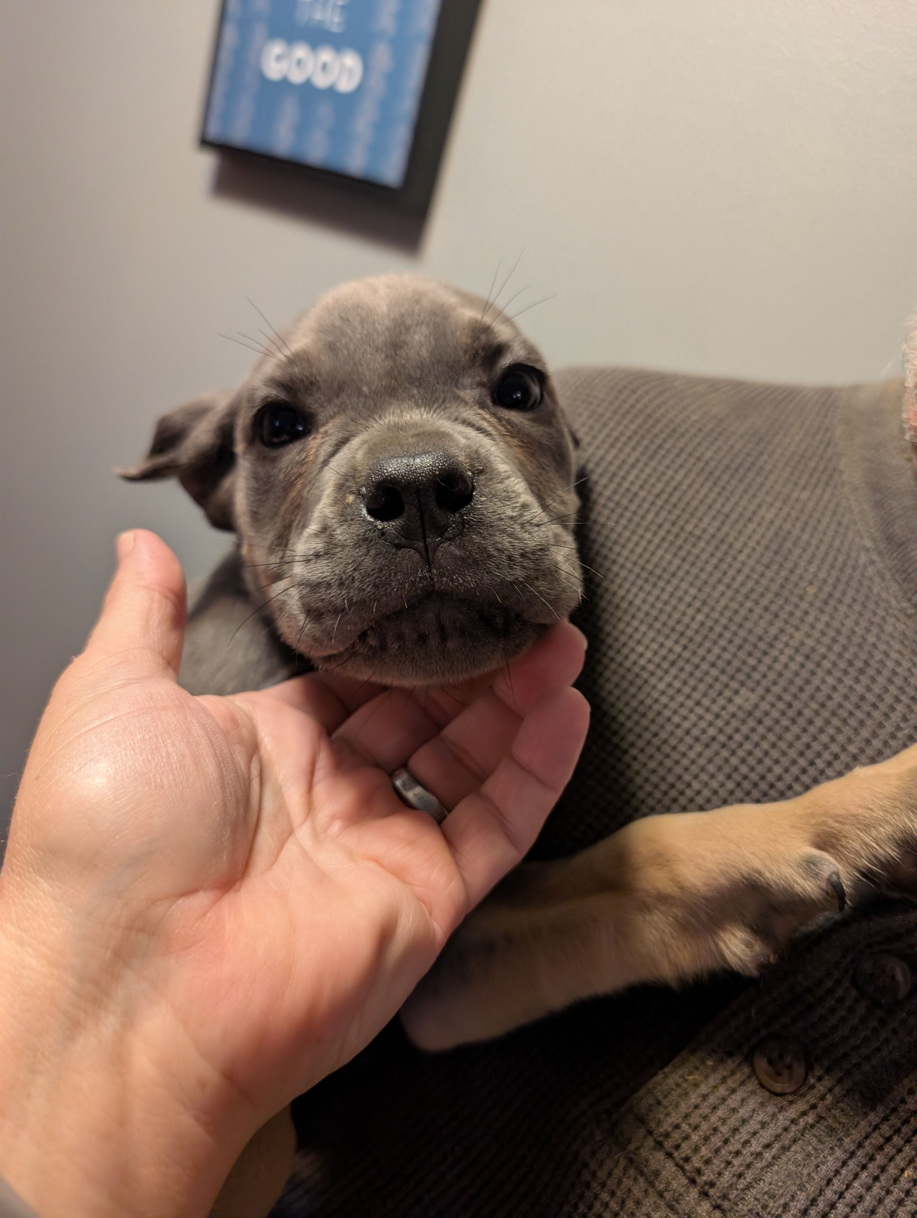 Sadie's Orange Collar Female, a female Cane Corso for sale in Clinton, MO – 3 of 4