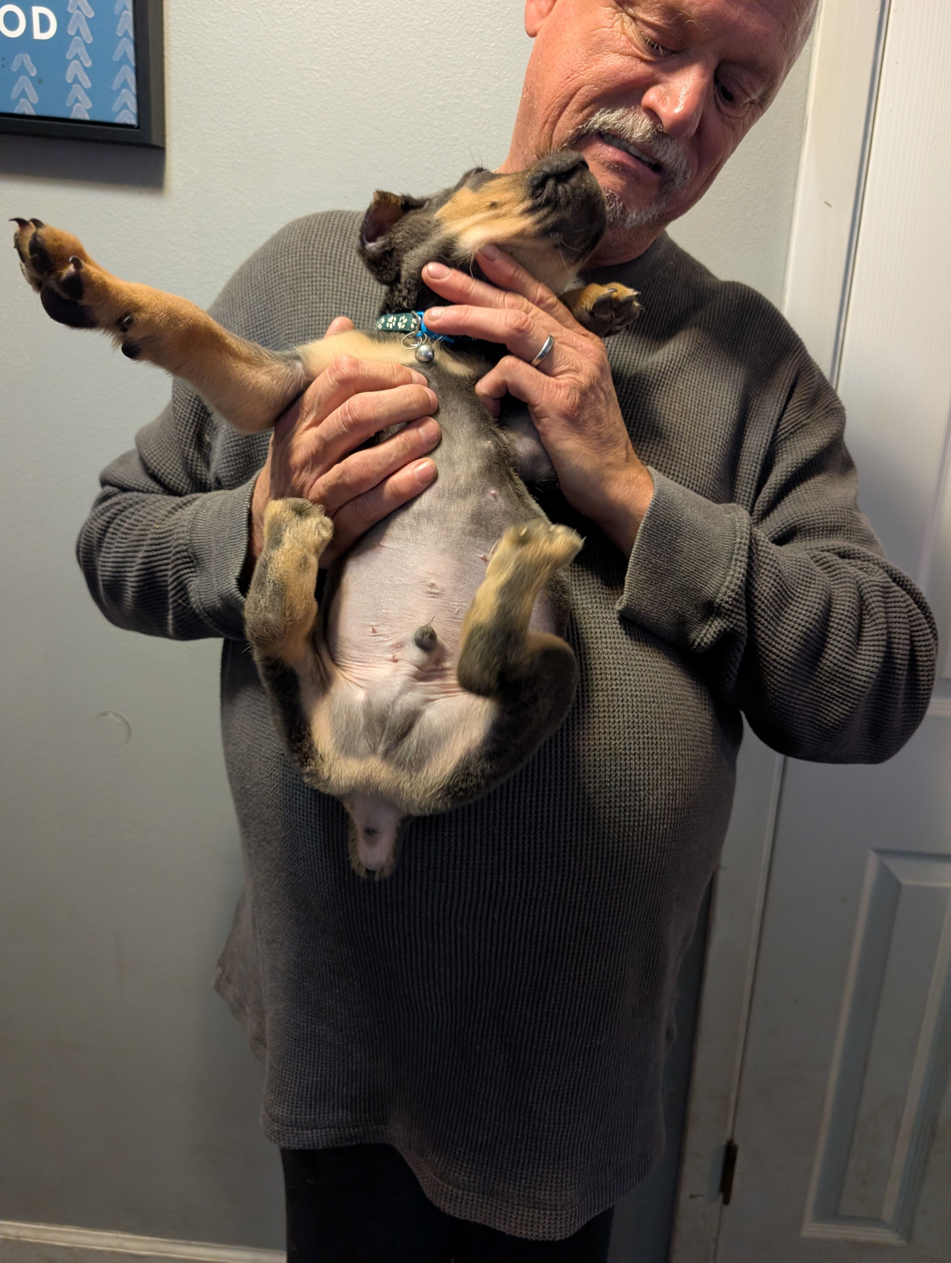 Sadie's Blue Collar Male, a male Cane Corso for sale in Clinton, MO – 4 of 4