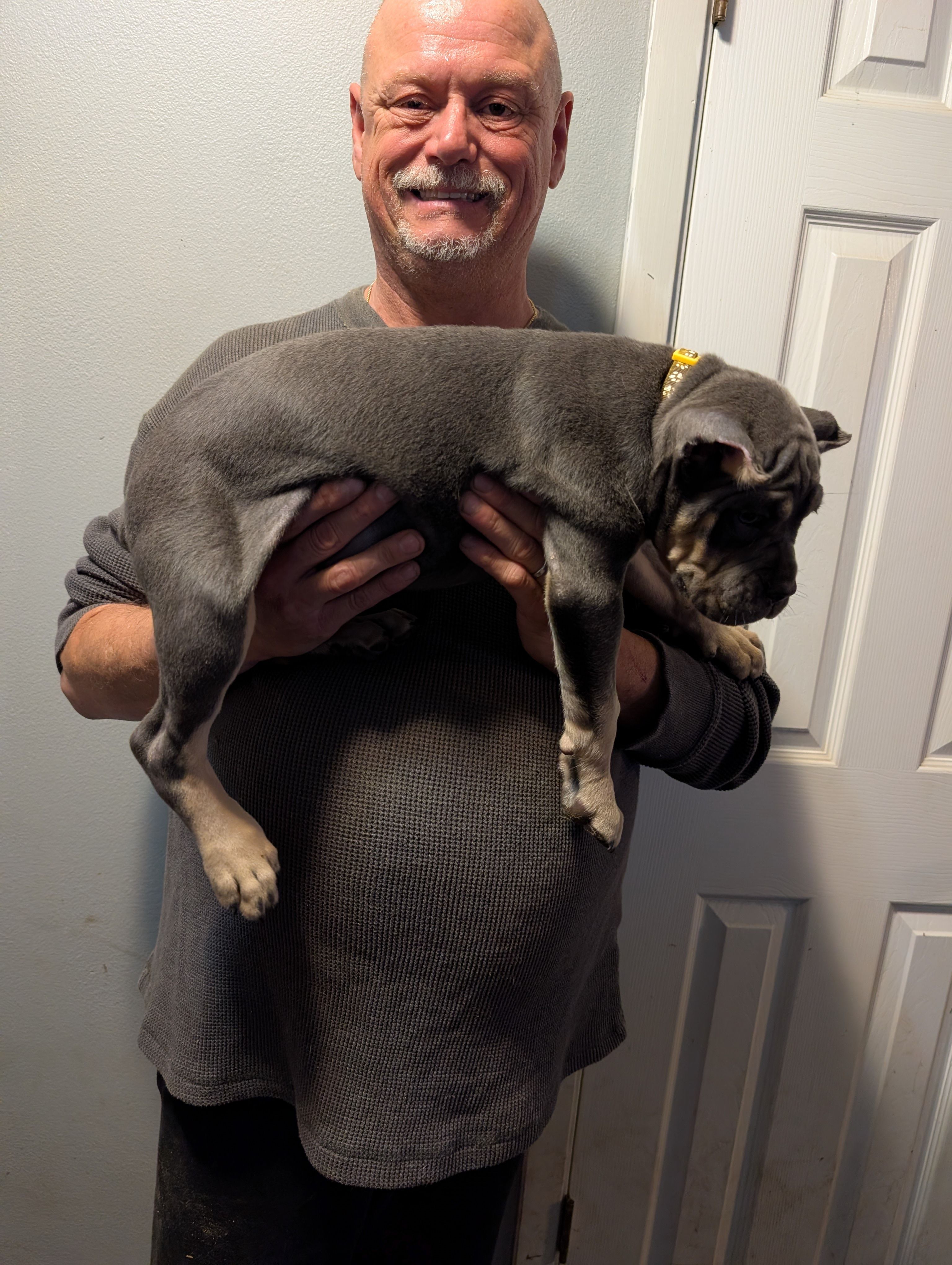Sadie's Yellow Collar Female, a female Cane Corso for sale in Clinton, MO – 2 of 4