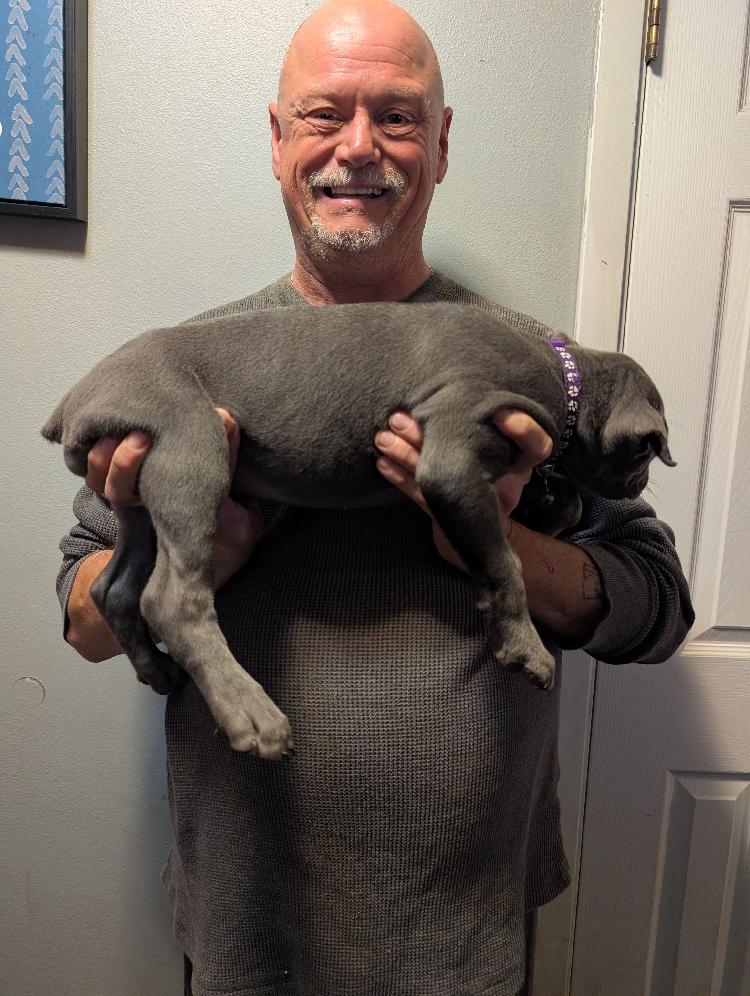 Sadie's Purple Collar Female, a female Cane Corso for sale in Clinton, MO – 2 of 5
